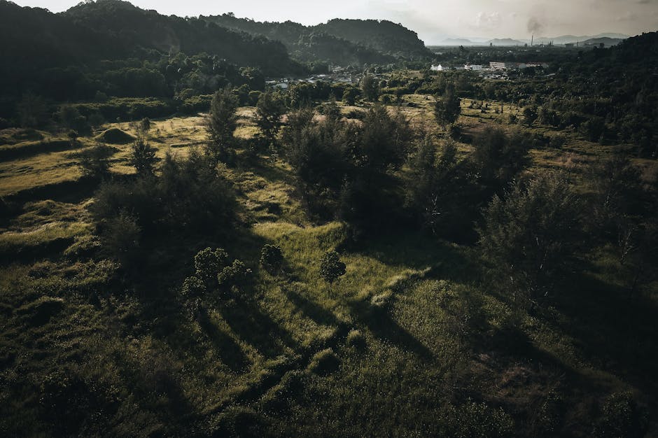 Fotos de stock gratuitas de al aire libre, angulo alto, arboles