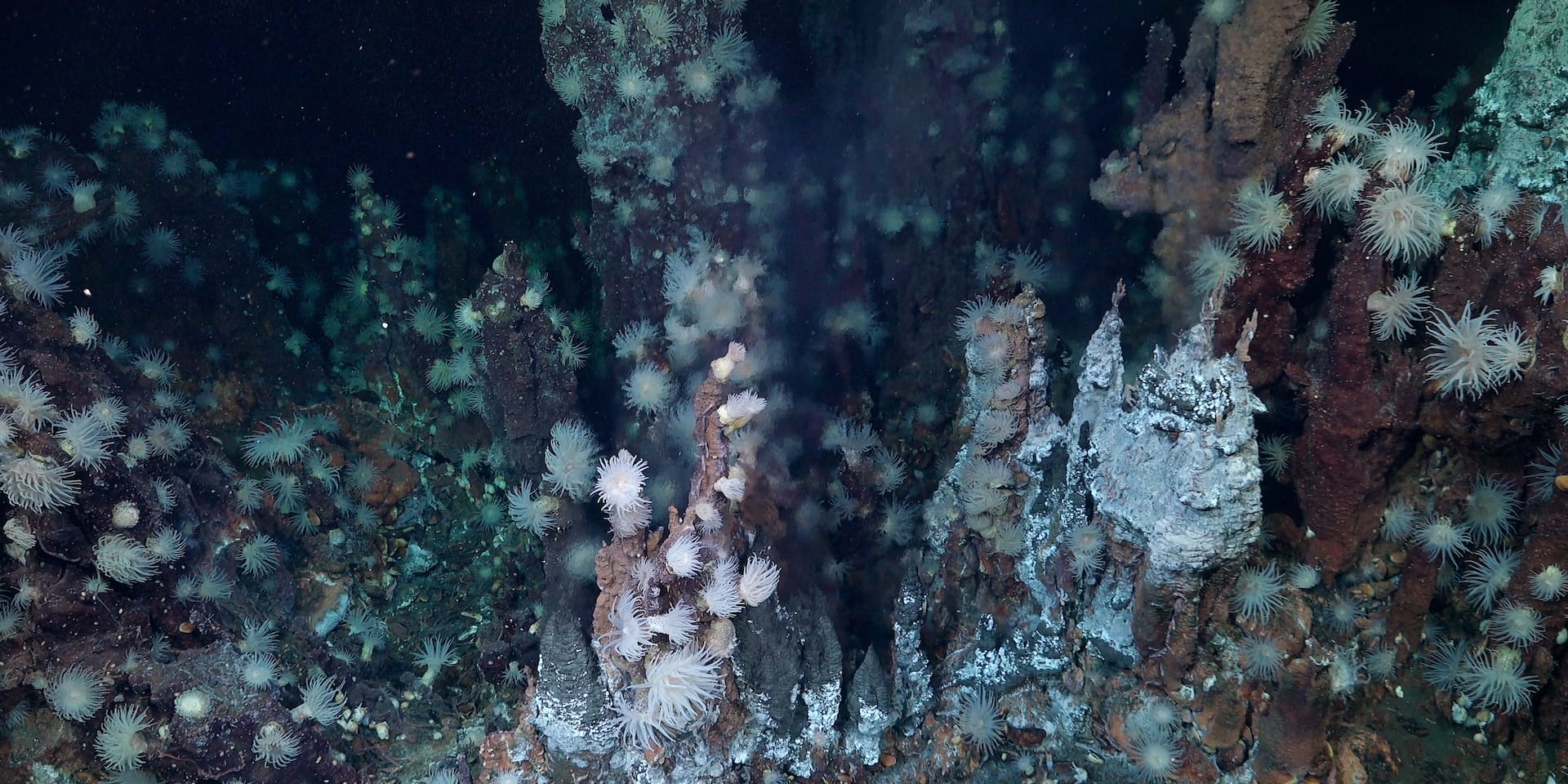 Image courtesy of ROV SuBastian/Schmidt Ocean Institute
