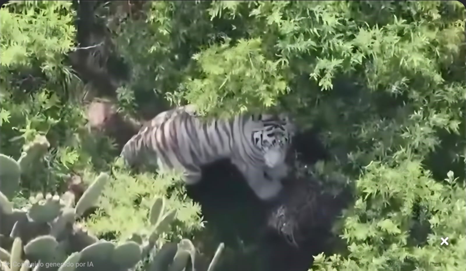 Muere Kenzo, el tigre de Bengala de Tepetlaoxtoc: Profepa confirma su deceso y clausura el centro Animal Experience