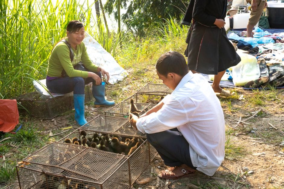 Fotos de stock gratuitas de adolescentes, adultos, agricultura