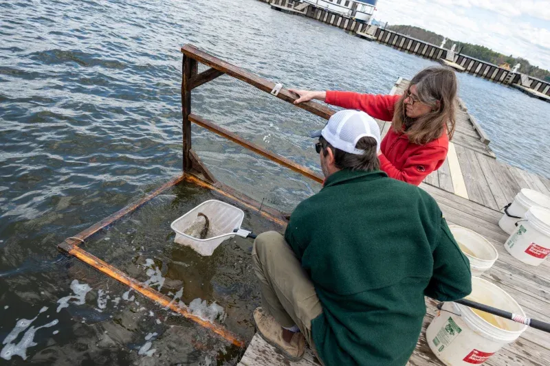 La profesora Elizabeth Murchison, de la Universidad de Cambridge, y Peter Emerson, del Departamento de Pesca y Vida Silvestre de Vermont, recogen bagres para someterlos a pruebas en Newport, Vermont. Emerson fue uno de los investigadores que publicó un nuevo artículo en la revista *Nature* en el que se describe el primer caso conocido de cáncer transmisible en peces. Joshua Brown/Universidad de Vermont