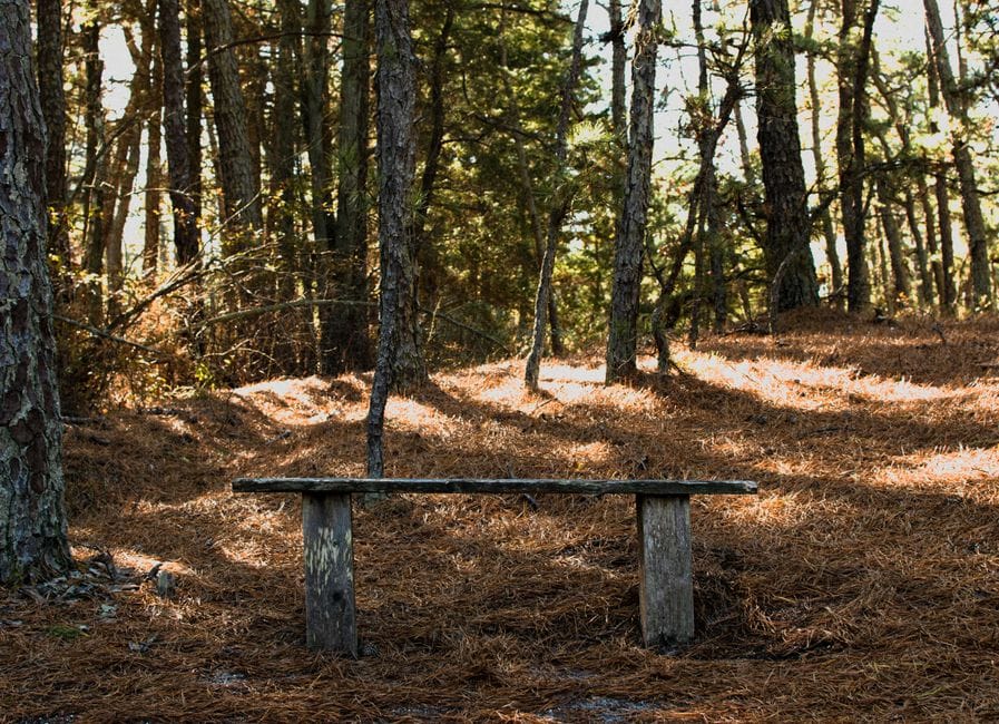 Fotos de stock gratuitas de al aire libre, arboles, Banco de madera