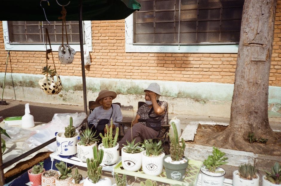 Fotos de stock gratuitas de @al aire libre, ambiente informal, botánica