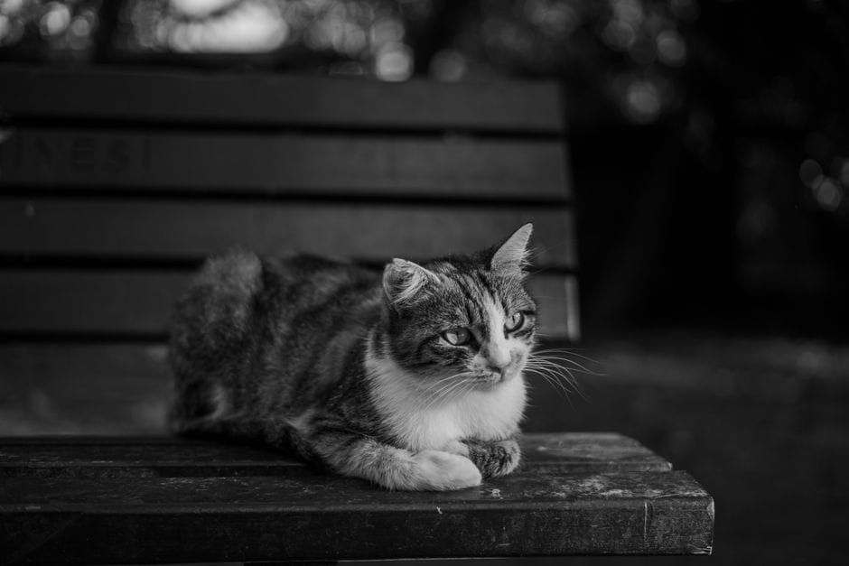 Gato Blanco Y Negro Descansando En Un Banco De Madera En Estambul