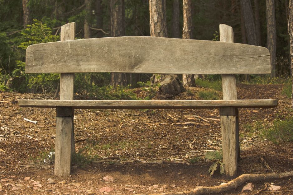 Un banco de madera rústica en medio de una exuberante vegetación en un entorno forestal sereno.