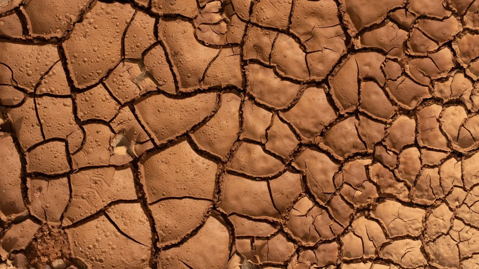 Close-up of dry, cracked earth with detailed texture and warm sunlight highlighting the patterns.
