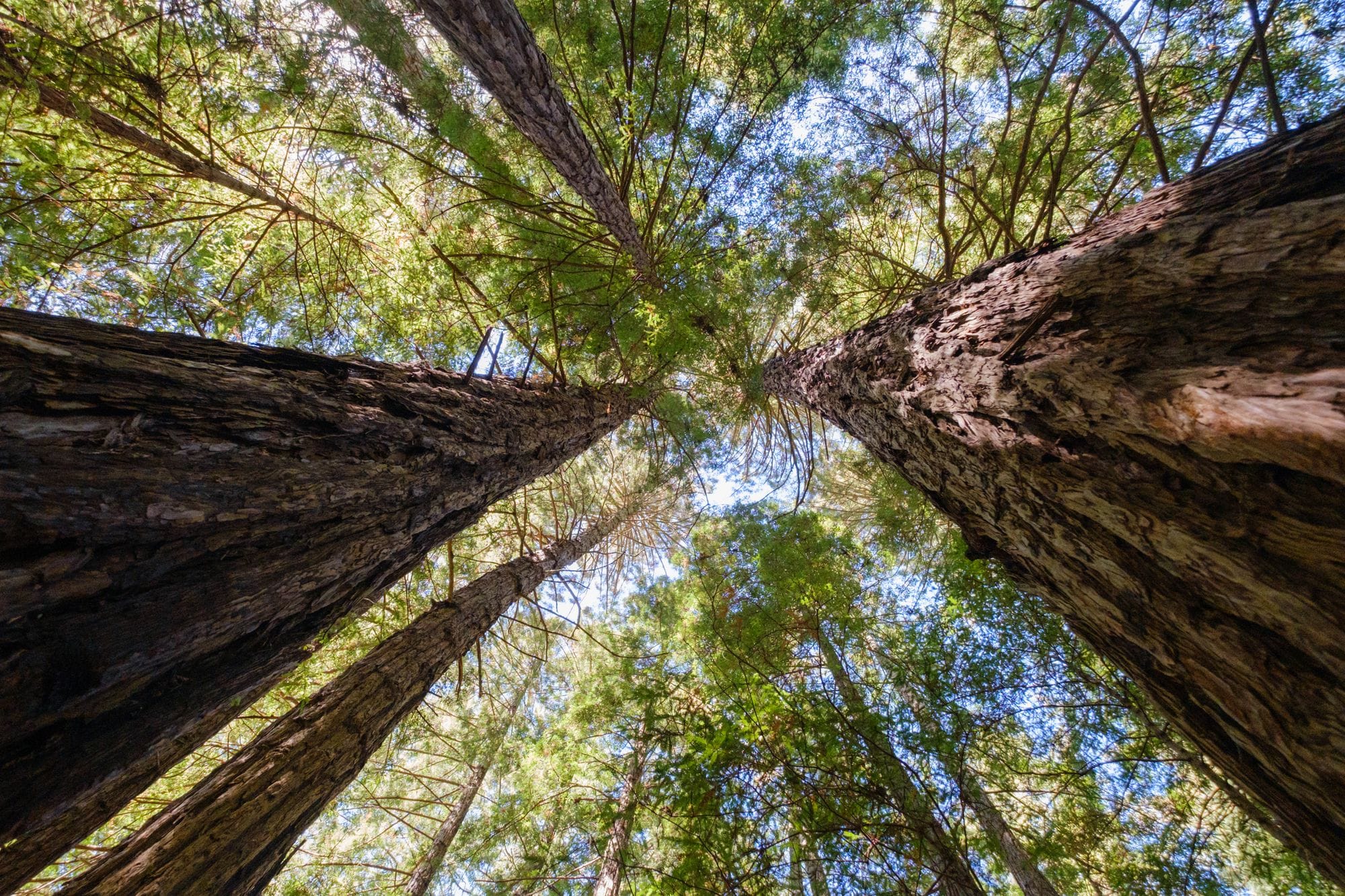 View from below of towering redwood trees in a sunlit forest, capturing the essence of nature's grandeur.
