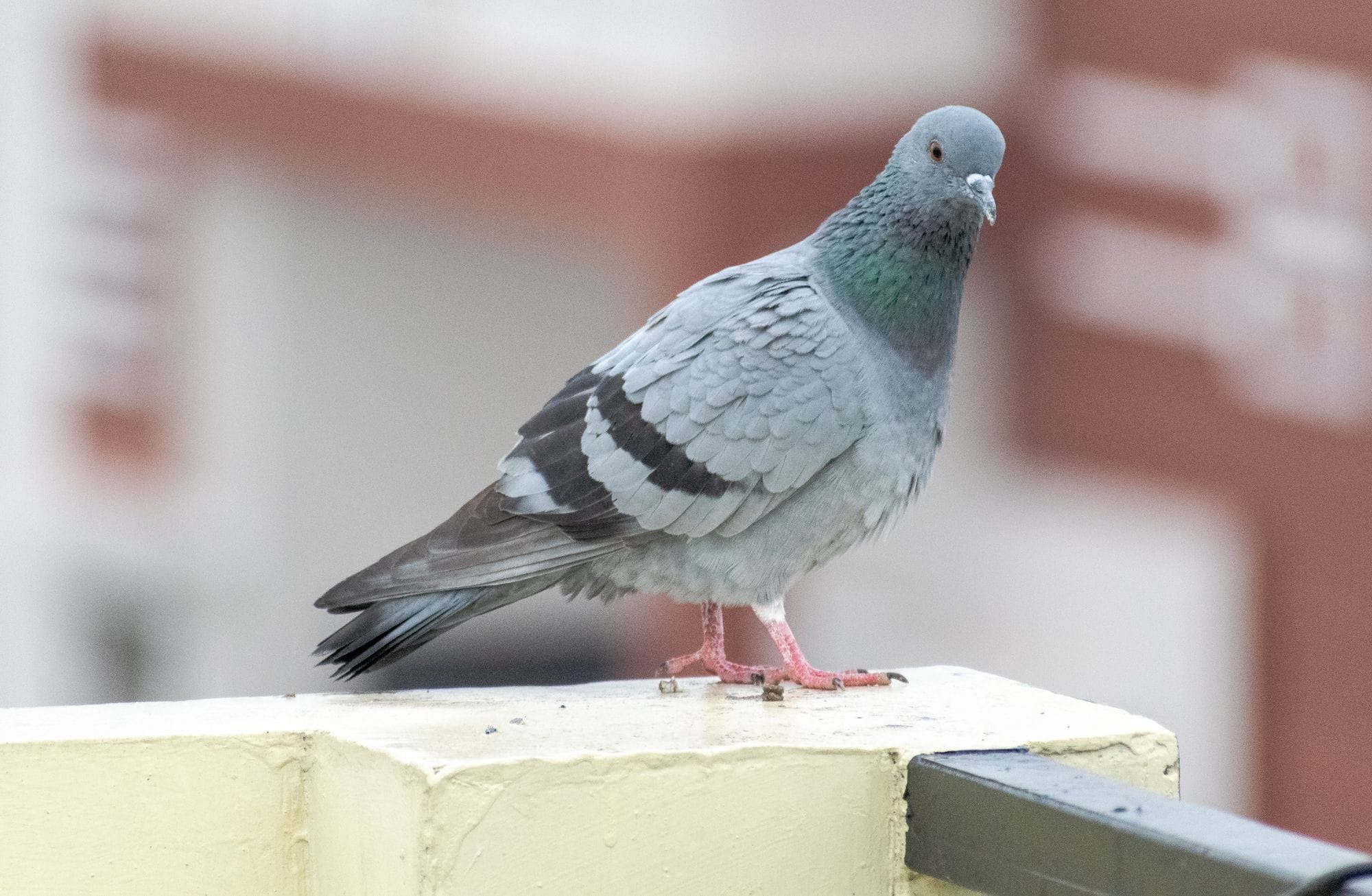 Close-up of a pigeon perched on a ledge with blurred background, highlighting its plumage.