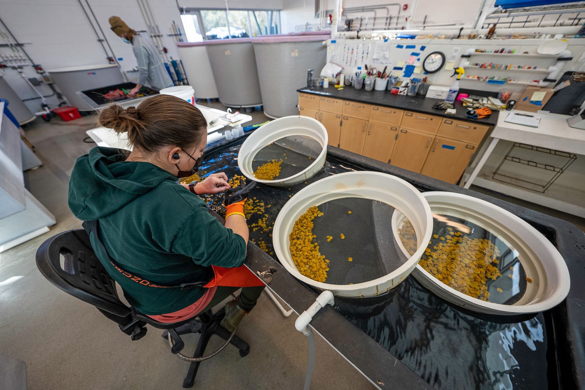 A technician in an aquaculture lab sorts aquatic samples for research and analysis.