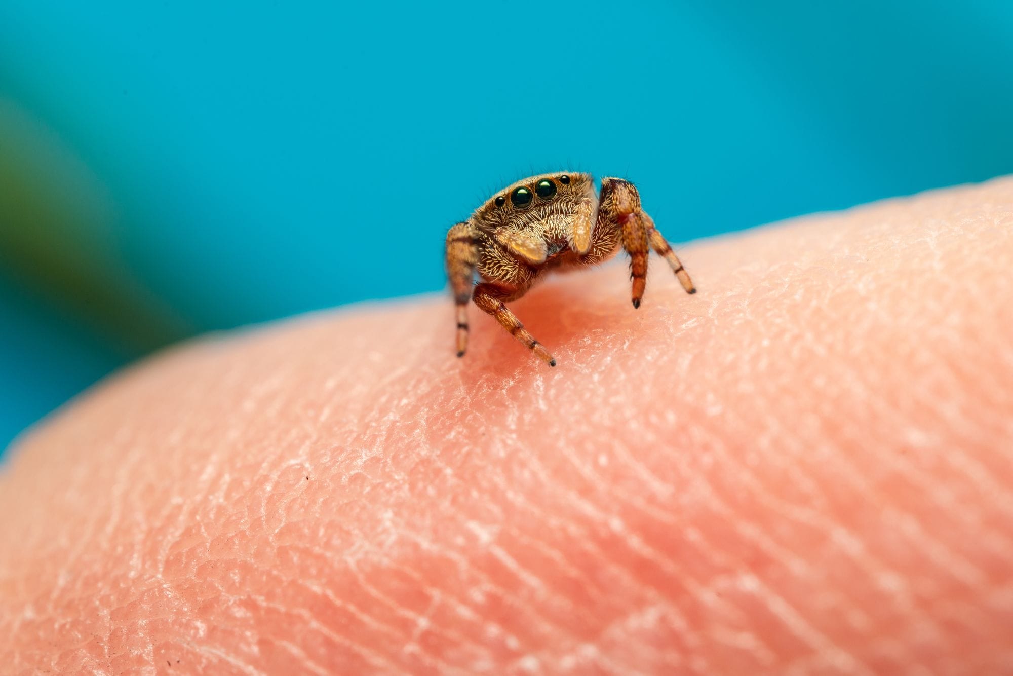 Macro photo of a tiny spider on human skin, showcasing detail and texture.