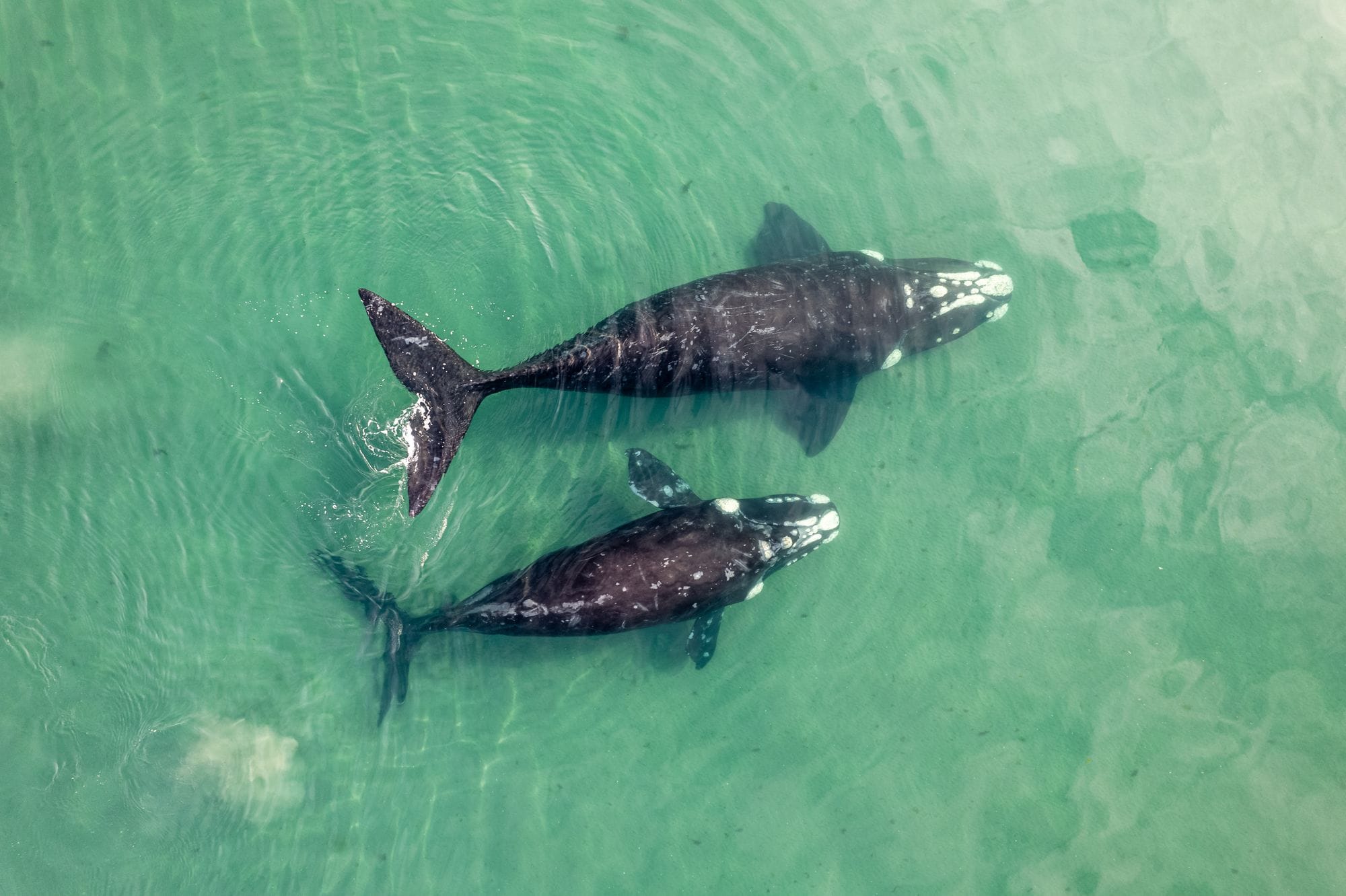 Top view of two gray whales swimming in clear turquoise water.