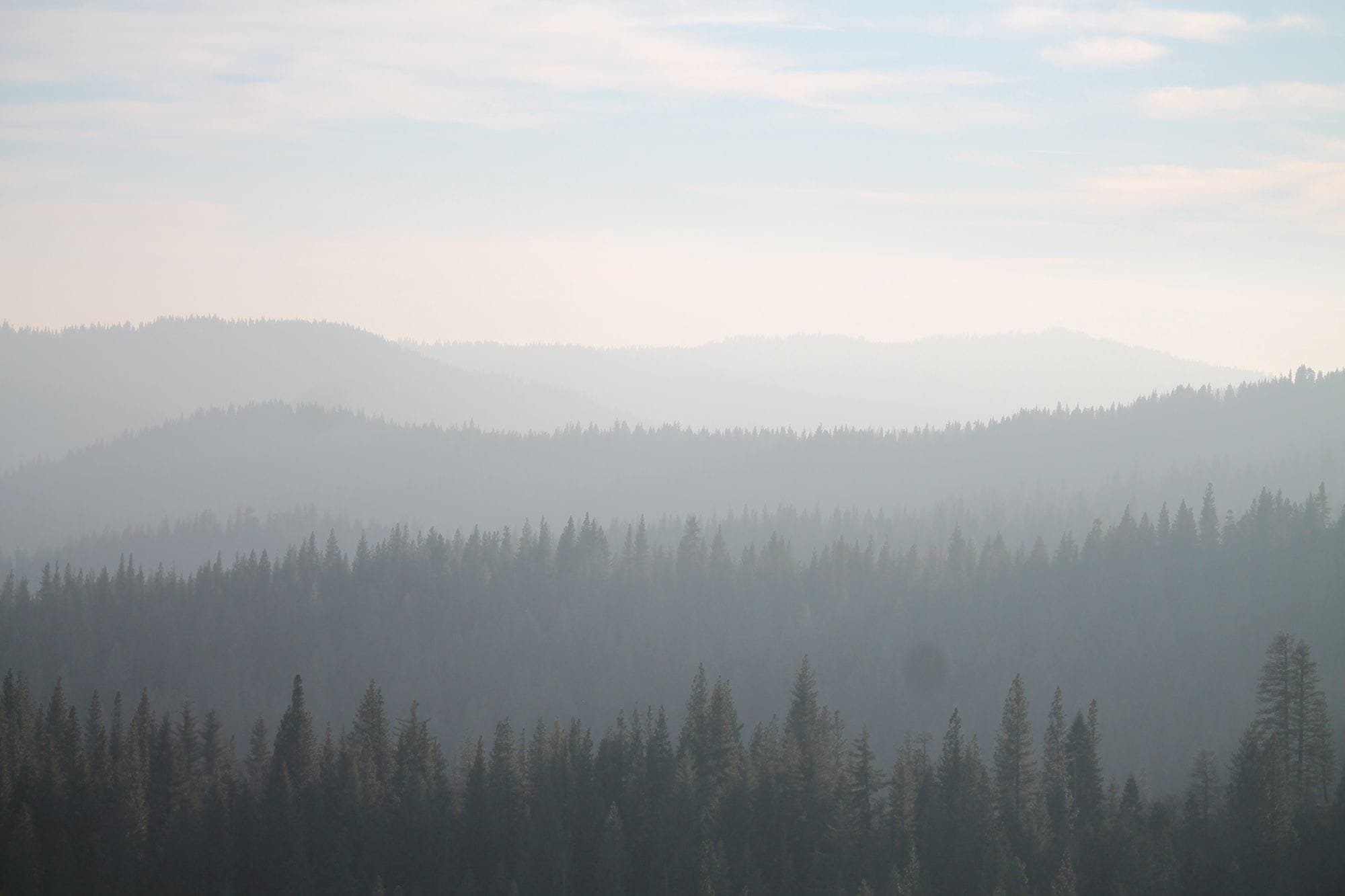 Mist-covered coniferous forests stretch across the foggy California mountains.