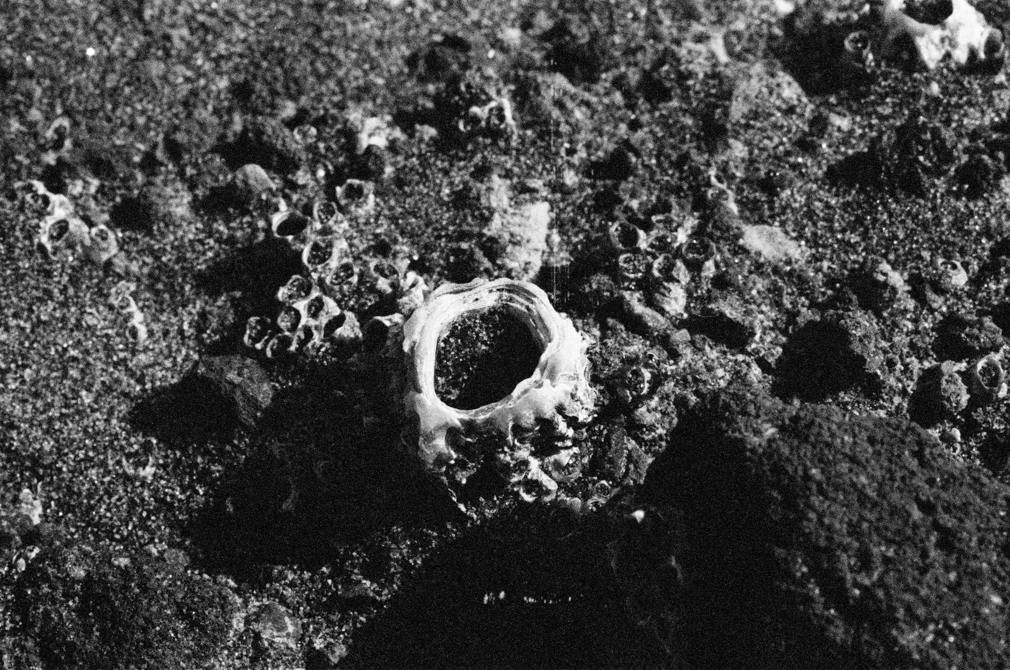 A close-up black and white image showcasing underwater rock texture and sea life.