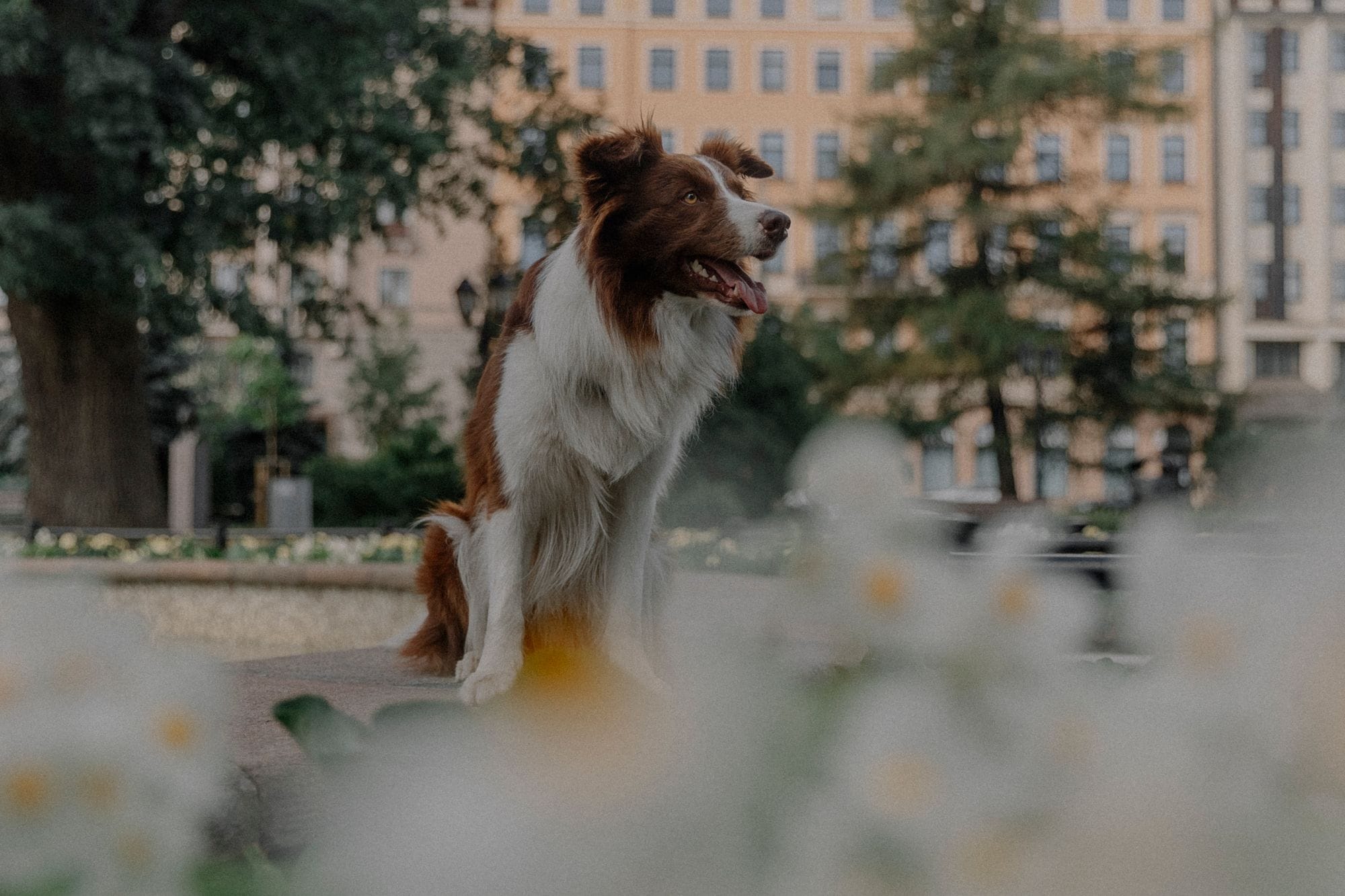A border collie dog sits in an urban park surrounded by flowers, displaying a serene expression.