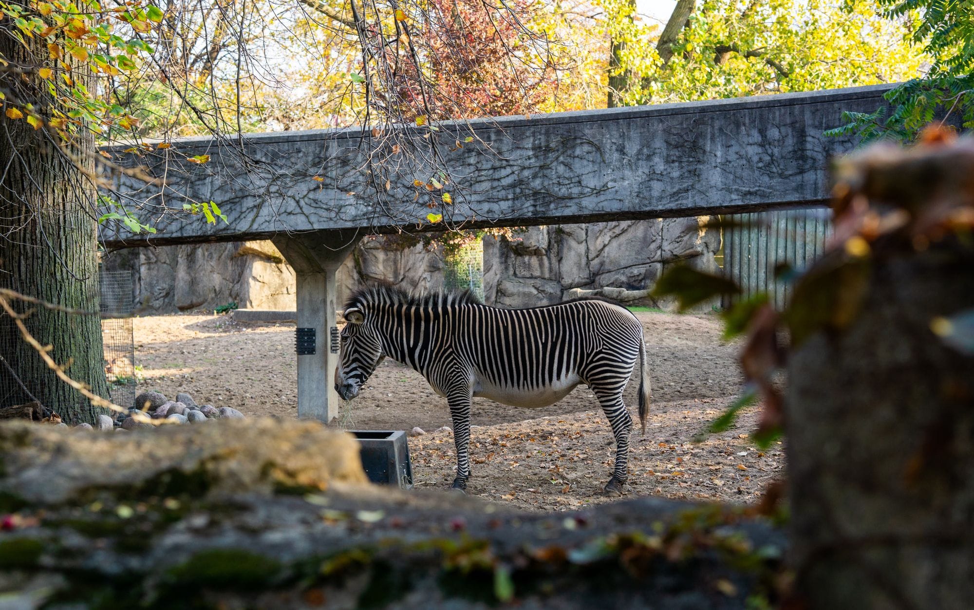 A zebra stands in a zoo enclosure surrounded by autumn foliage.