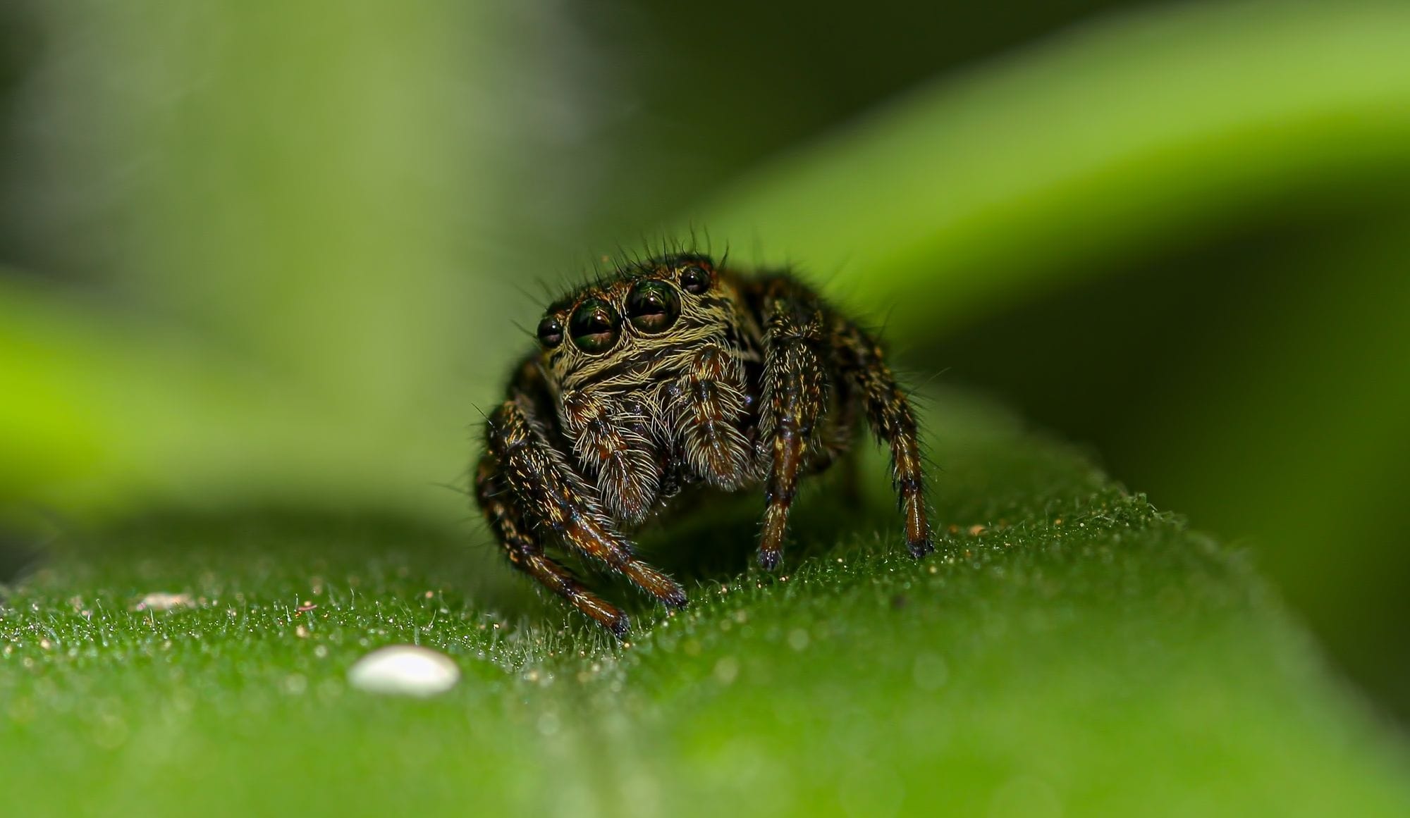 Detailed close-up of a hairy jumping spider perched on a green leaf in the garden.