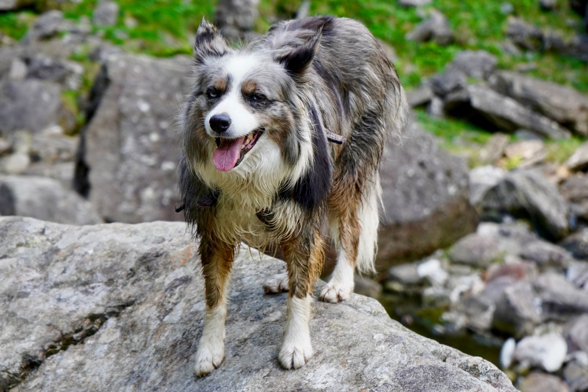 An Australian Shepherd standing on rocks, showcasing its playful nature in a natural setting.