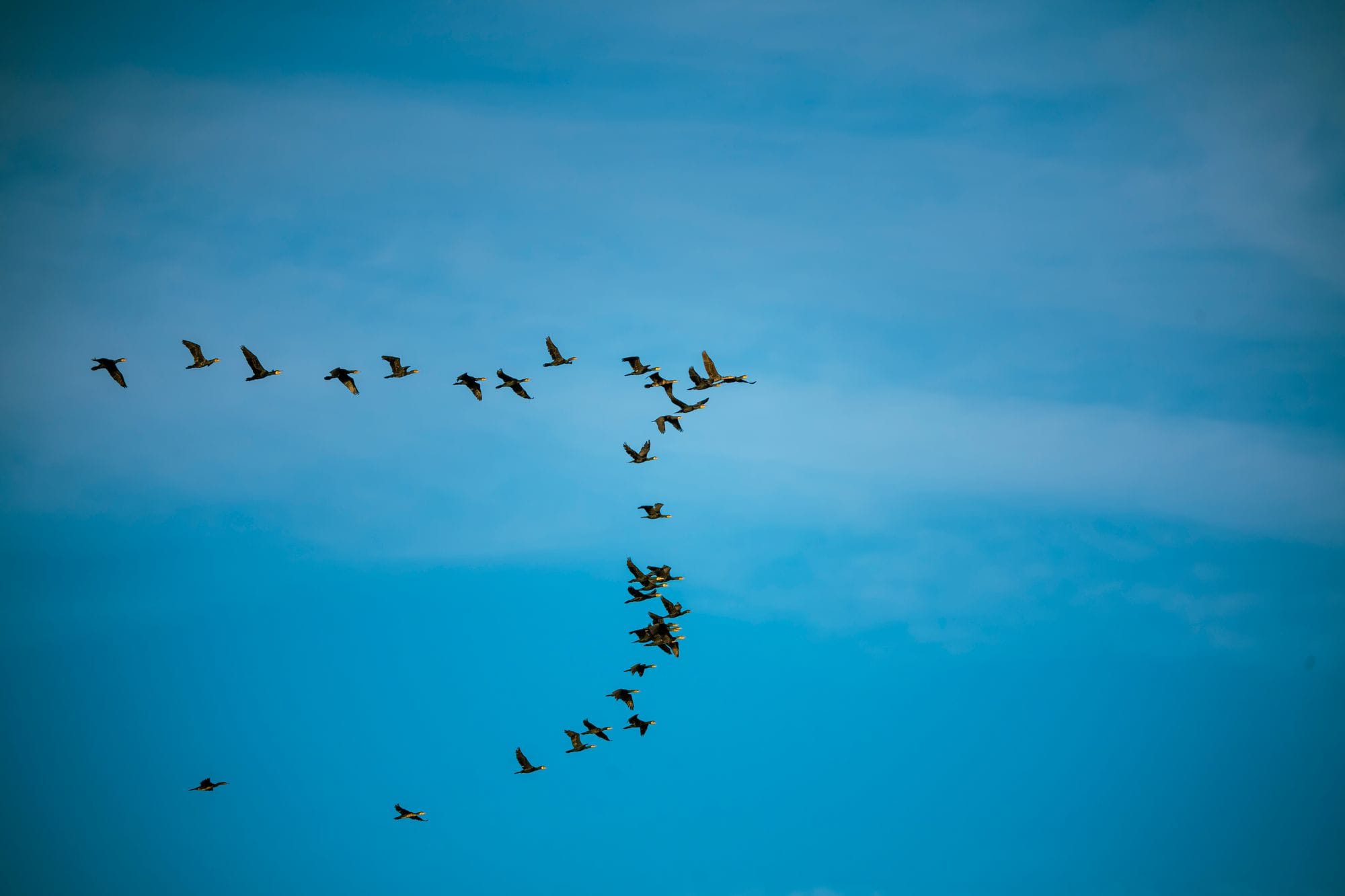 A flock of birds flying in V formation against a clear blue sky.
