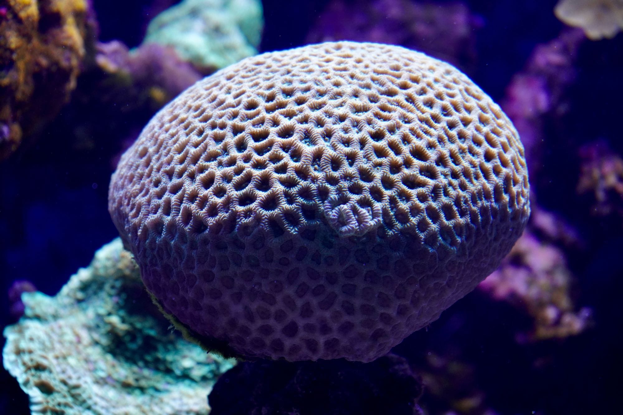 Detailed view of a brain coral with intricate patterns in vibrant blue water lighting.