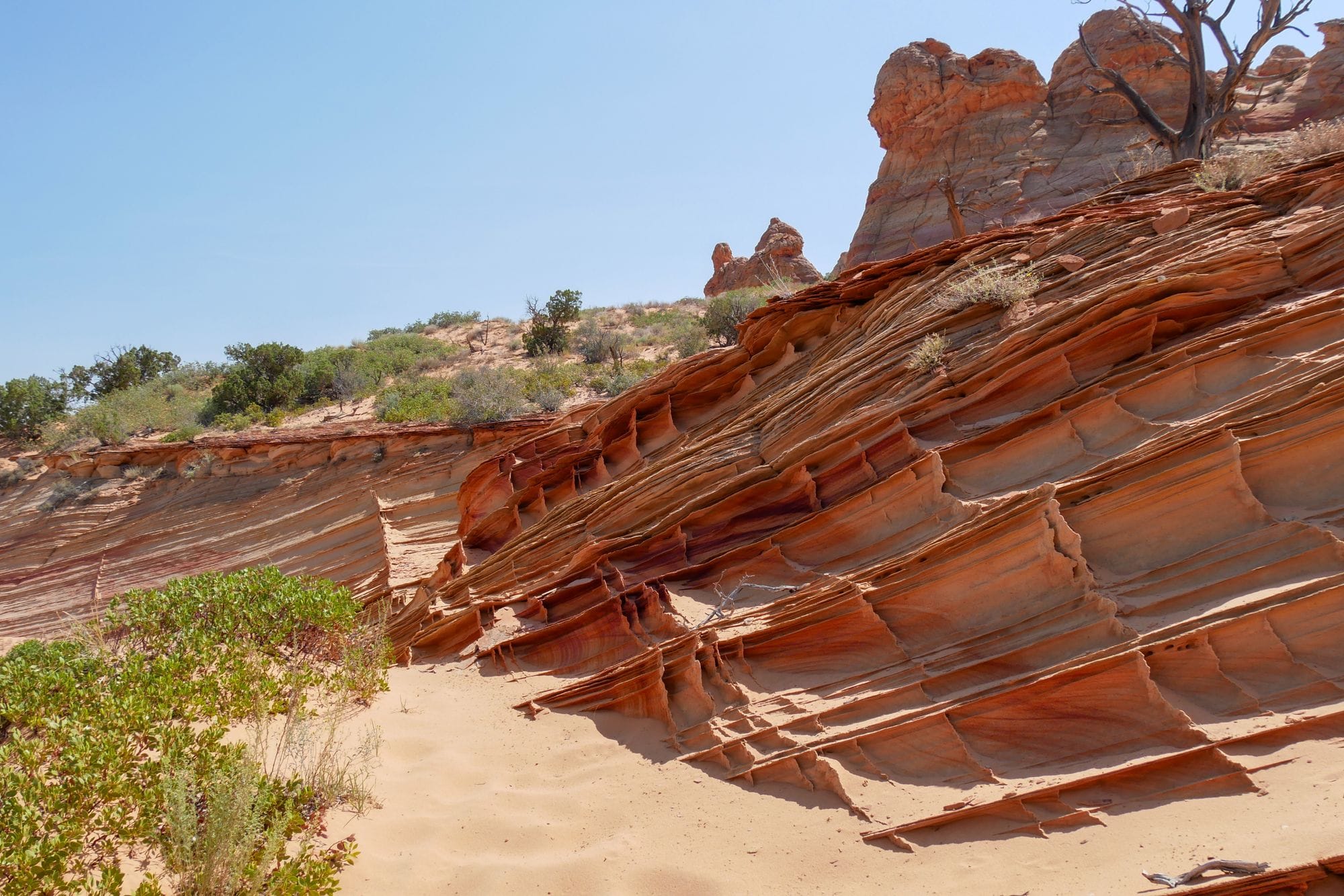 Explore breathtaking layered rock formations and desert flora, capturing the essence of the wilderness.