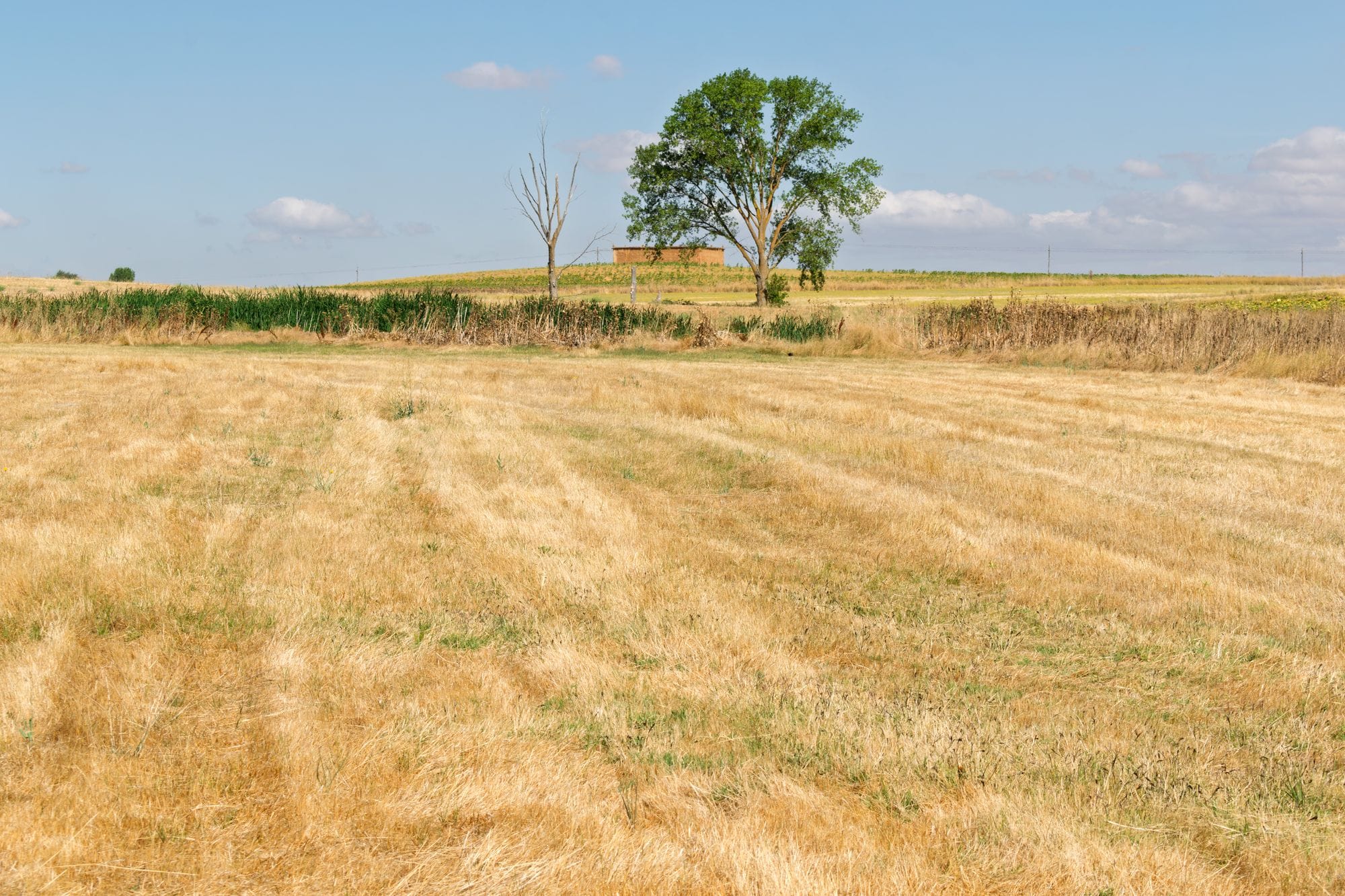 Expansive sunny field in La Unión de Campos, capturing the serene rural landscape.