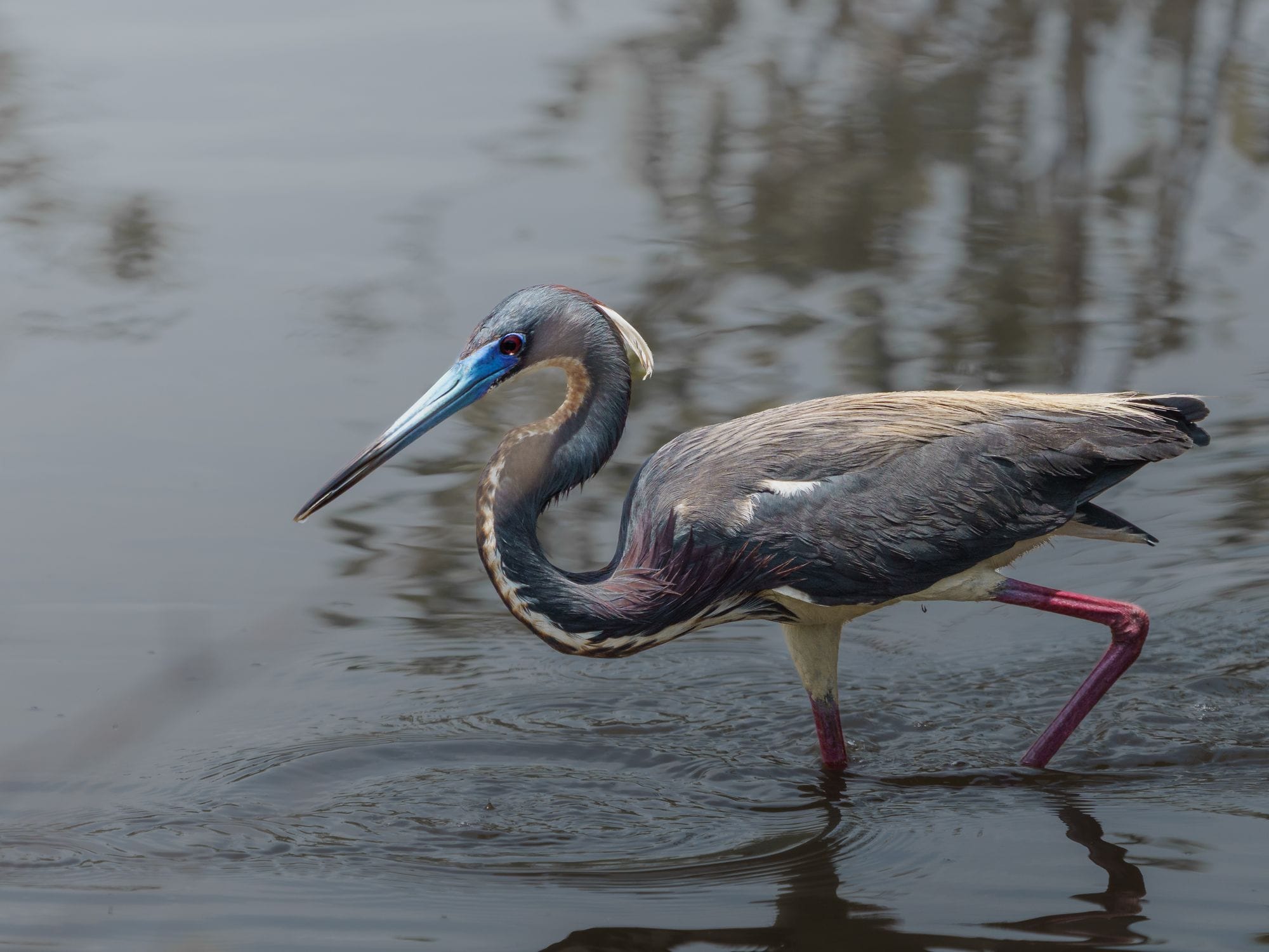 Tricolored Heron wading in Florida wetlands, showcasing its striking plumage and long neck.