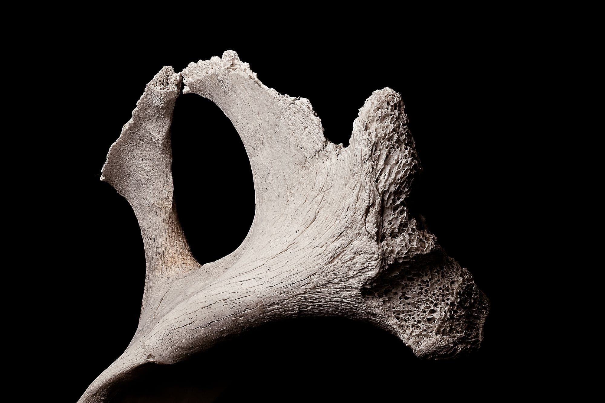 Exhibited fragment of textured porous bone piece in soft light on black backdrop