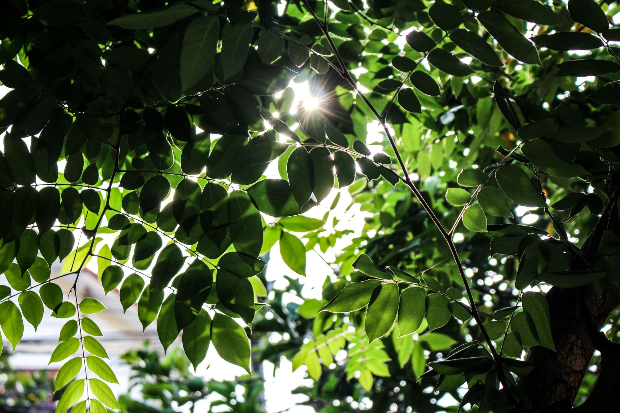 Beautiful image of sunlight filtering through lush green tree leaves, creating a serene backlit scene.
