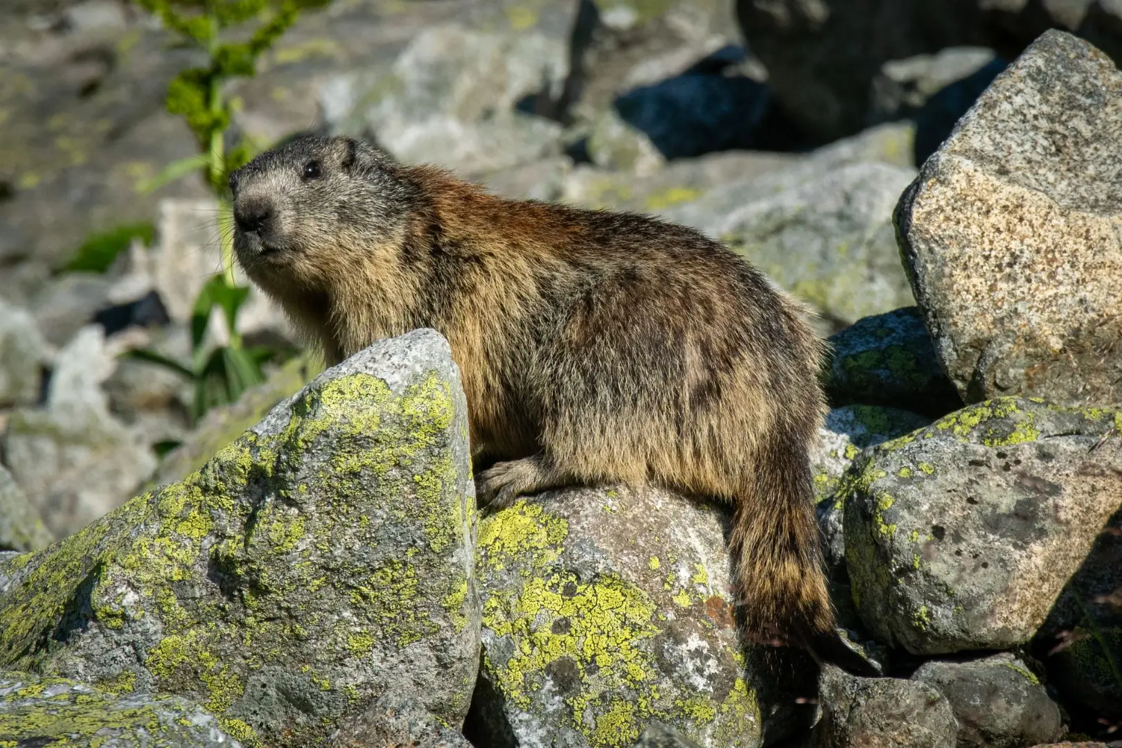A curious marmot sitting among lichen-covered rocks in a natural outdoor setting.