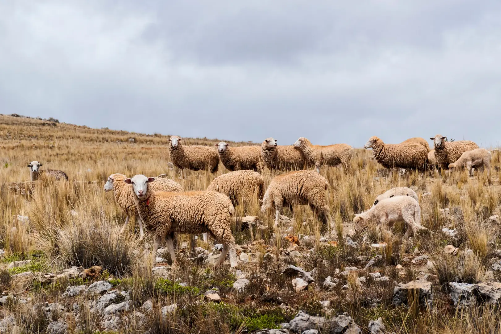 A group of Merino sheep grazing in the rugged fields of Jauja, Peru under a cloudy sky.