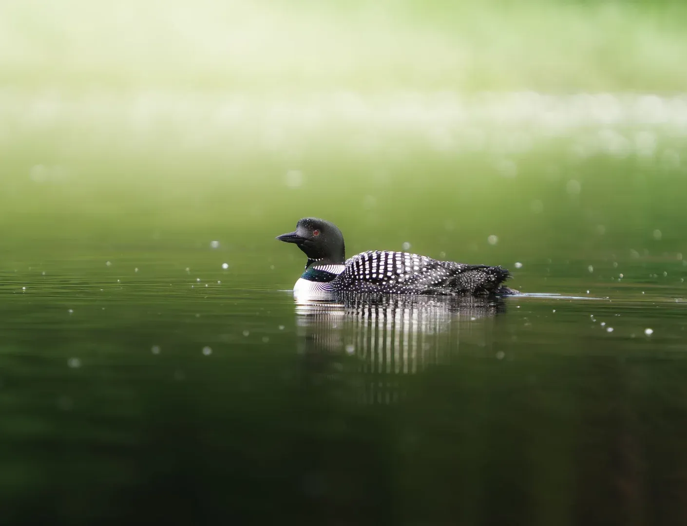 A solitary common loon swimming gracefully on a tranquil lake surrounded by lush greenery.