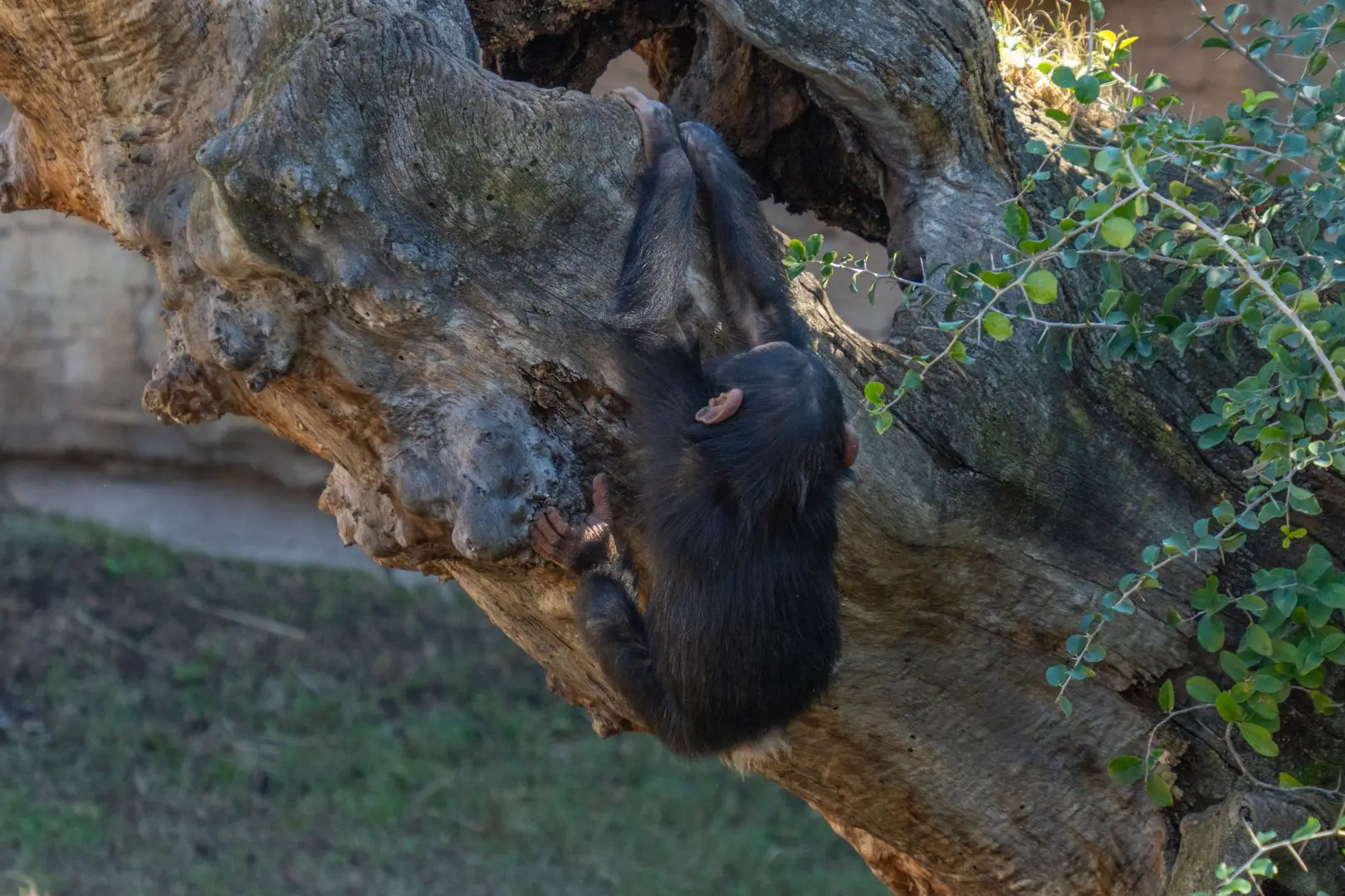 A young chimpanzee skillfully climbs a large tree limb, showcasing its agility in Valencia Zoo.