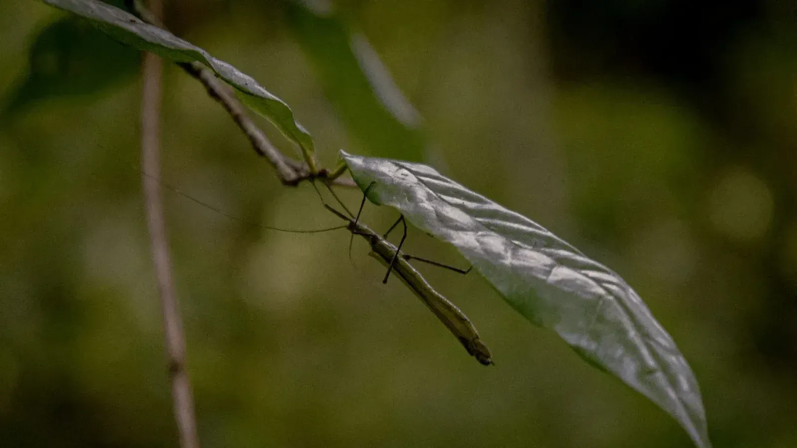 Close-up of a stick insect on a leaf in Vitoria, Brazil's lush environment.