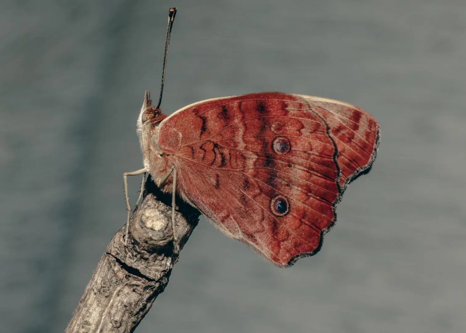 Close-up of a butterfly with vibrant wings perched on a branch in São Paulo, Brazil.