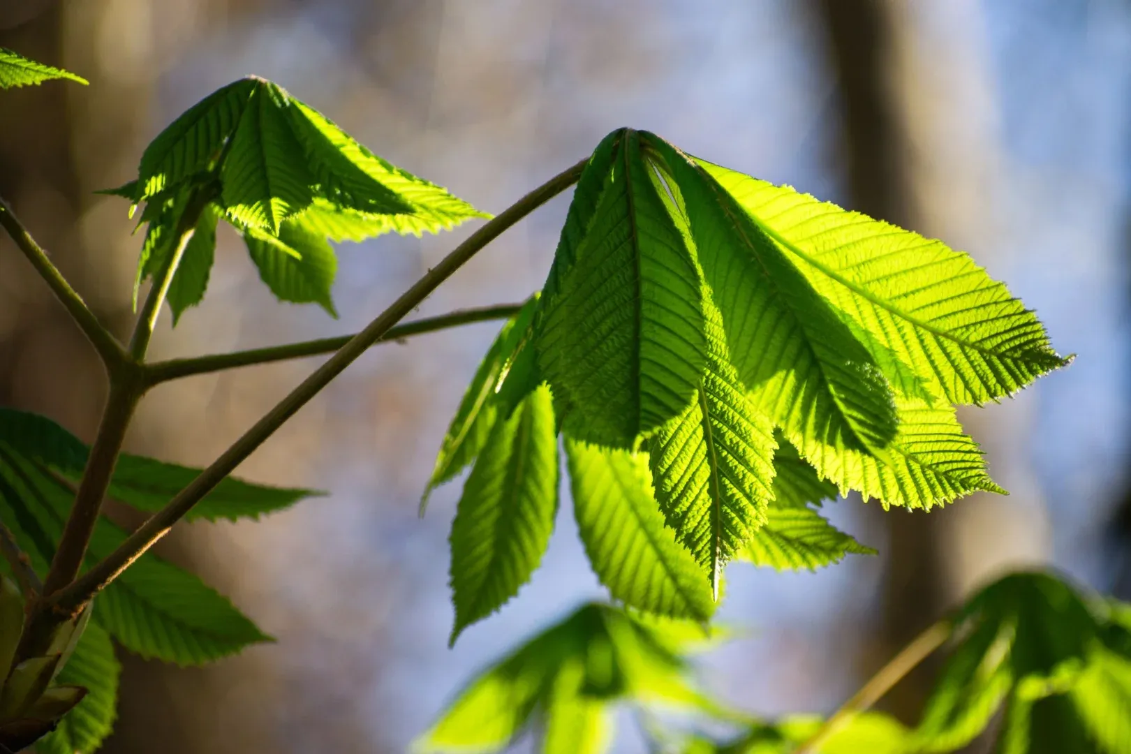 Close-up of fresh green leaves glowing in sunlight, showcasing nature's beauty.