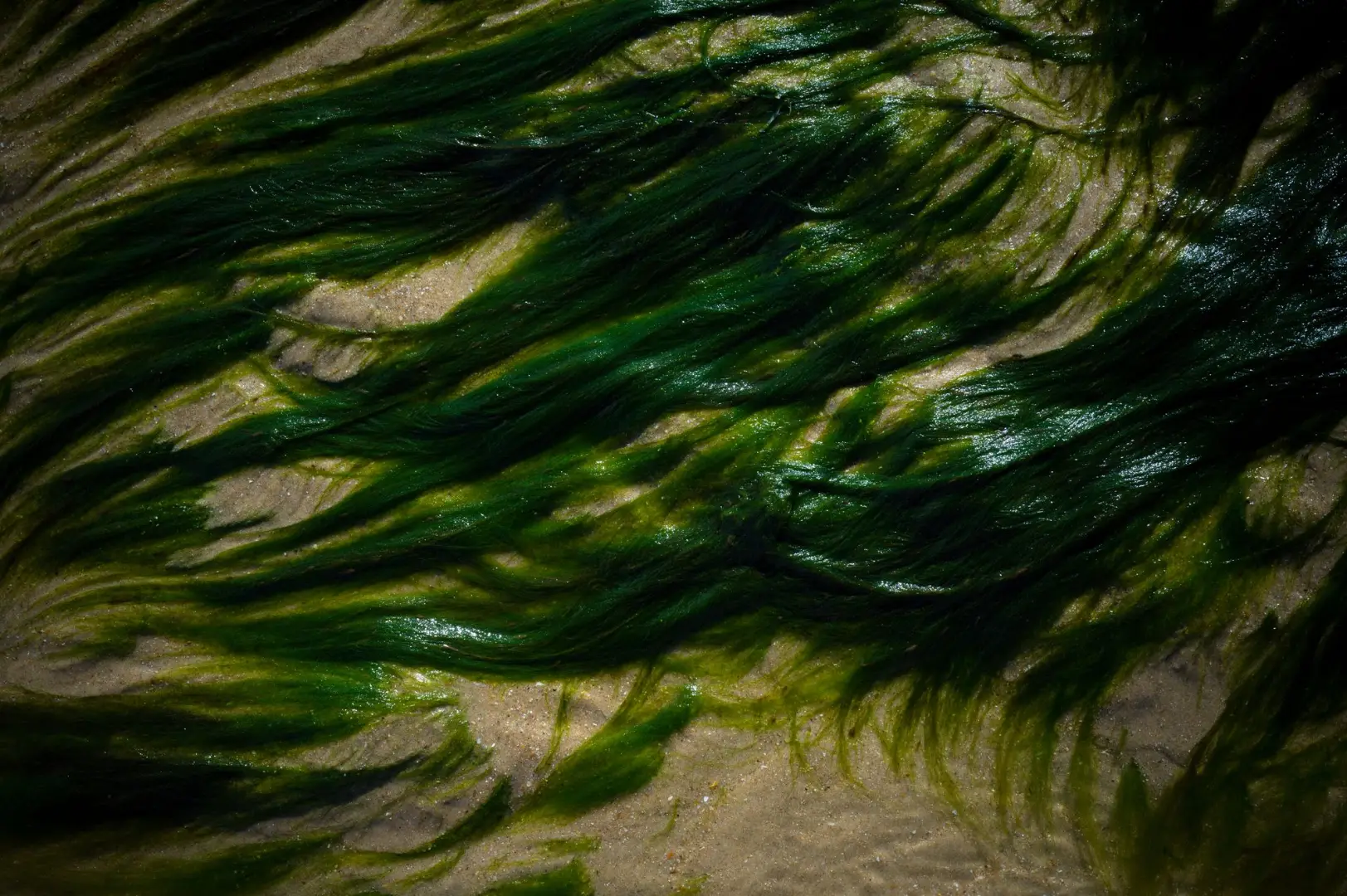 Close-up of vibrant green seaweed on a sandy beach, showcasing texture and natural beauty.