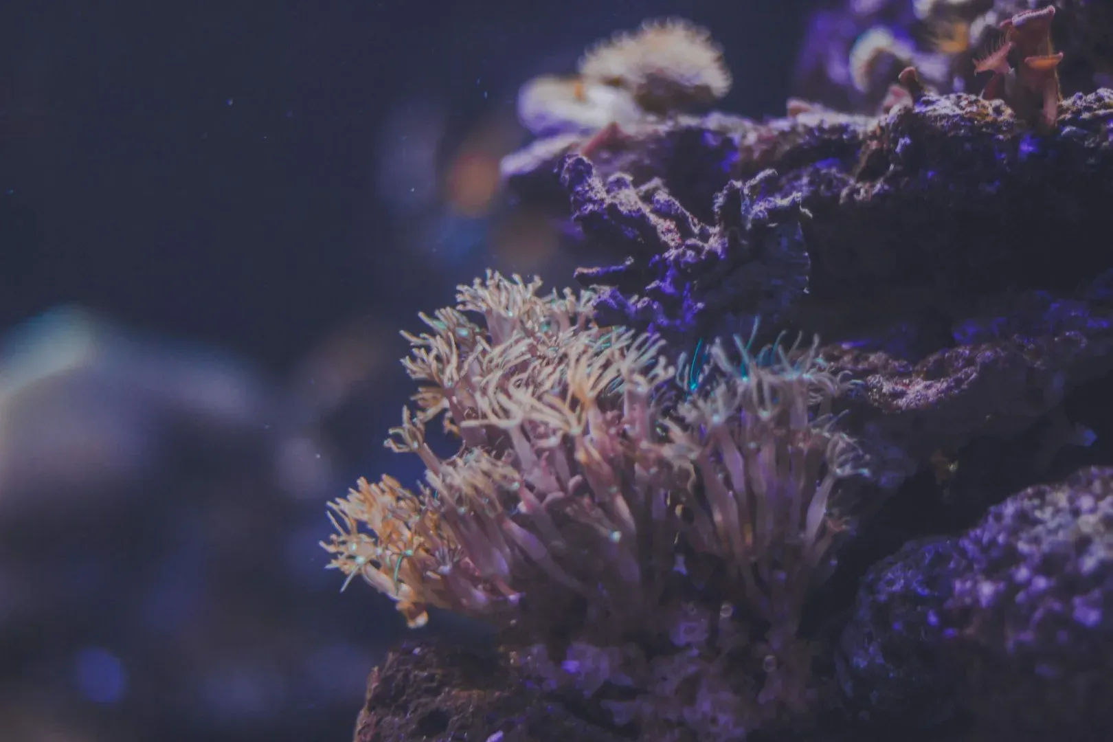 Close-up view of vibrant underwater coral in natural marine setting, showcasing marine life diversity.