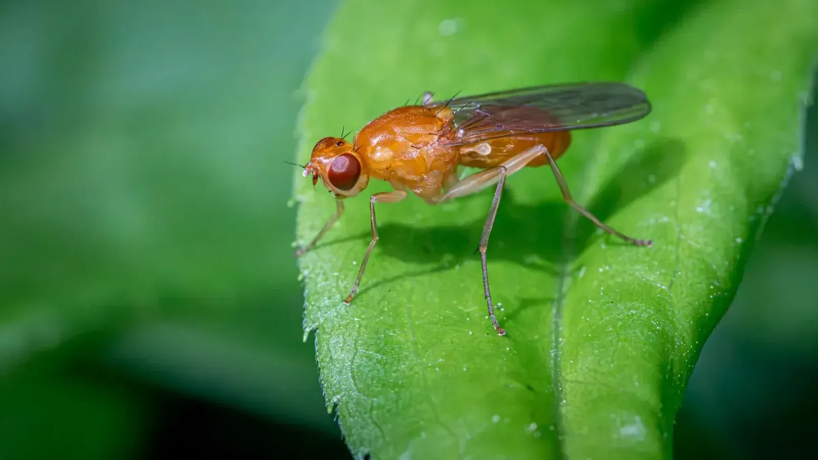 Macro shot of a fruit fly on a green leaf, highlighting its detailed features.
