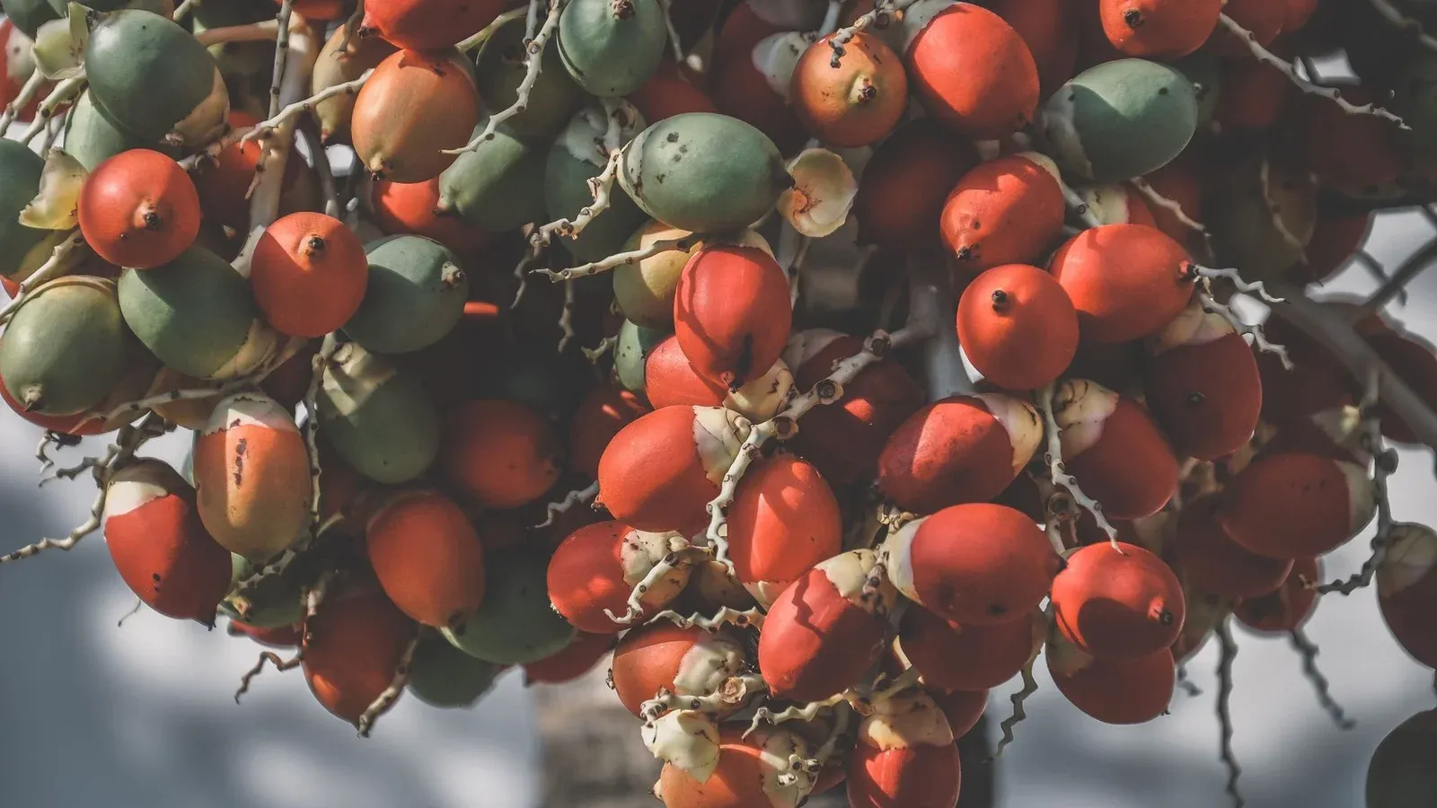 Close-up of vibrant red and green betel nut palm fruits in daylight, showcasing growth.