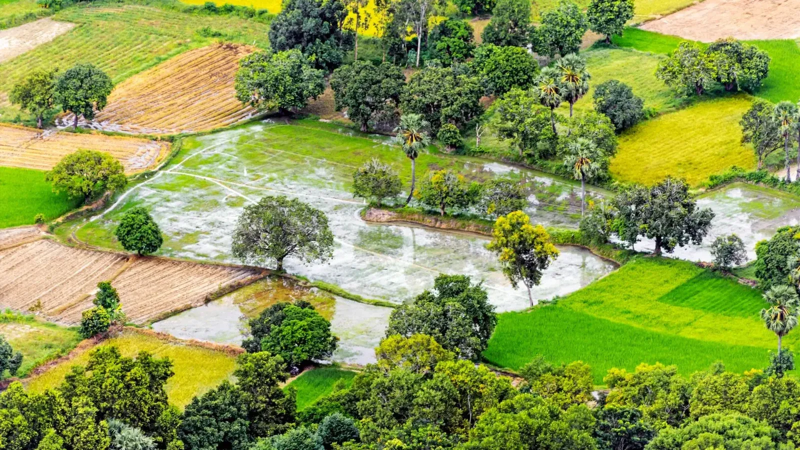 A stunning aerial view of lush farmlands and rice fields in An Giang, Vietnam.