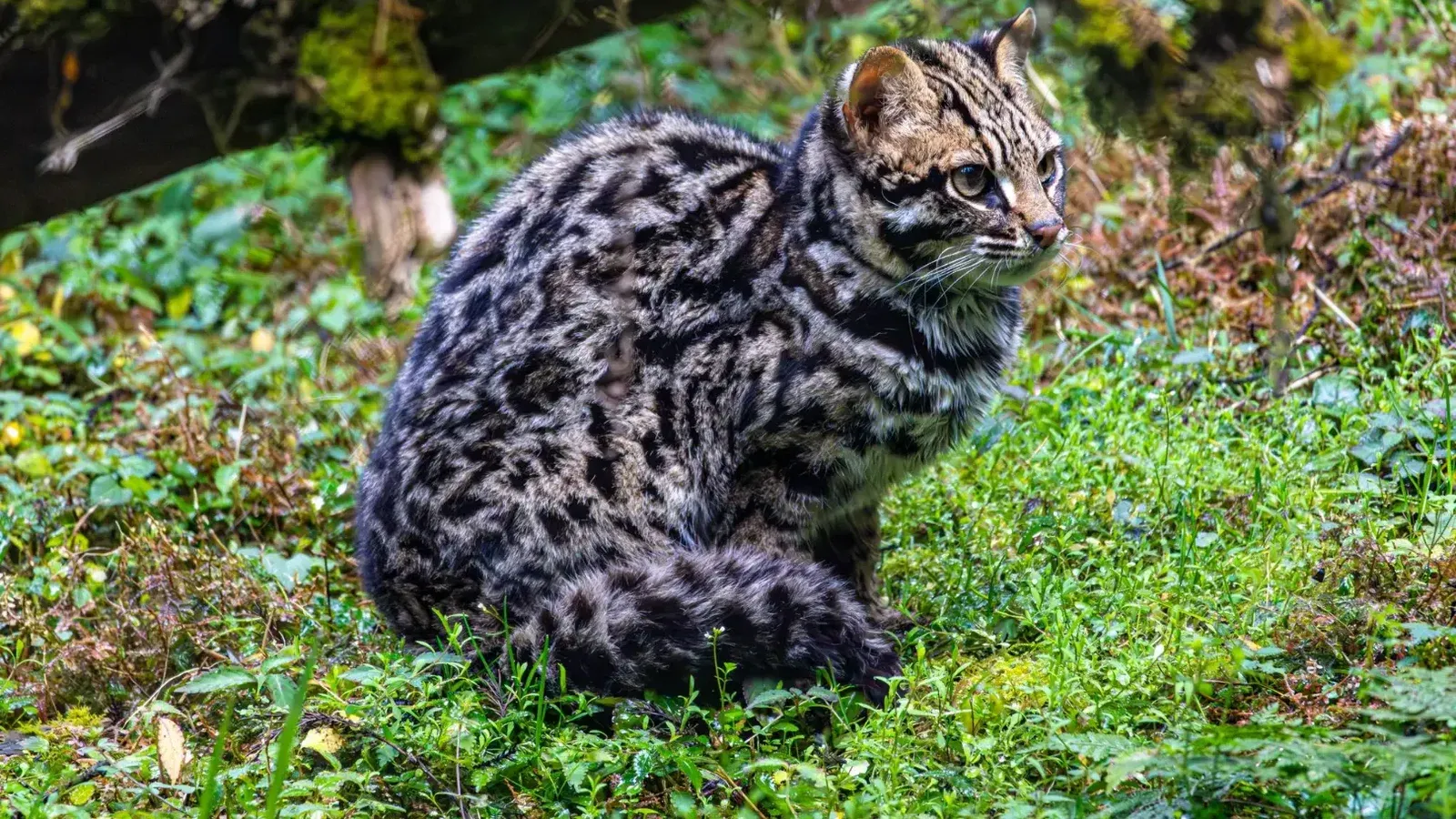 Close-up of a beautiful Asian Leopard Cat in the lush forests of Gangtok, Sikkim, India.