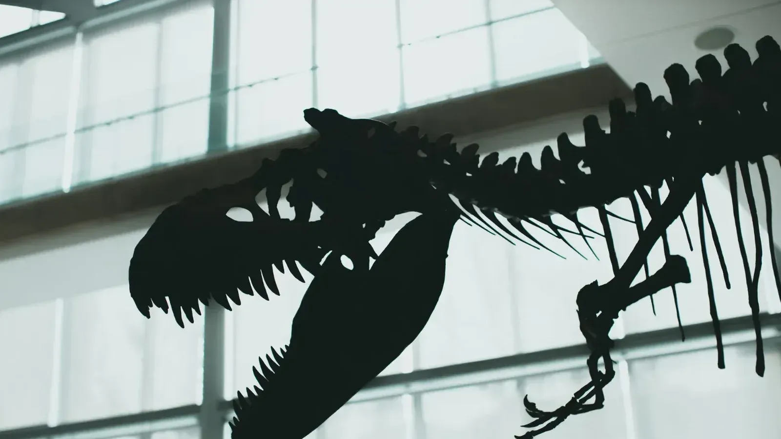 Striking silhouette of a dinosaur skeleton displayed indoors with dramatic lighting.