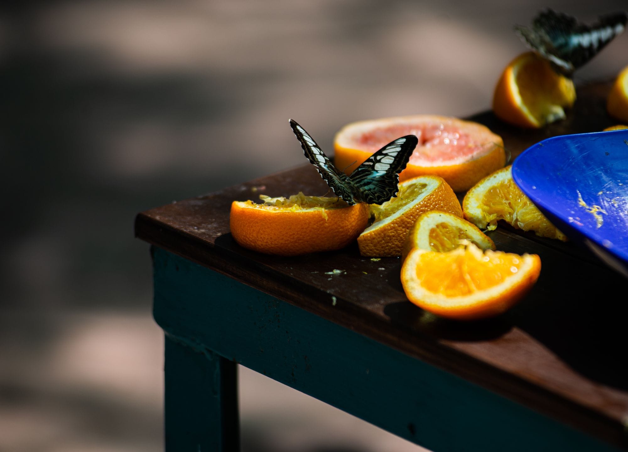 A butterfly rests on juicy orange slices on a rustic table outdoors, capturing a natural moment.