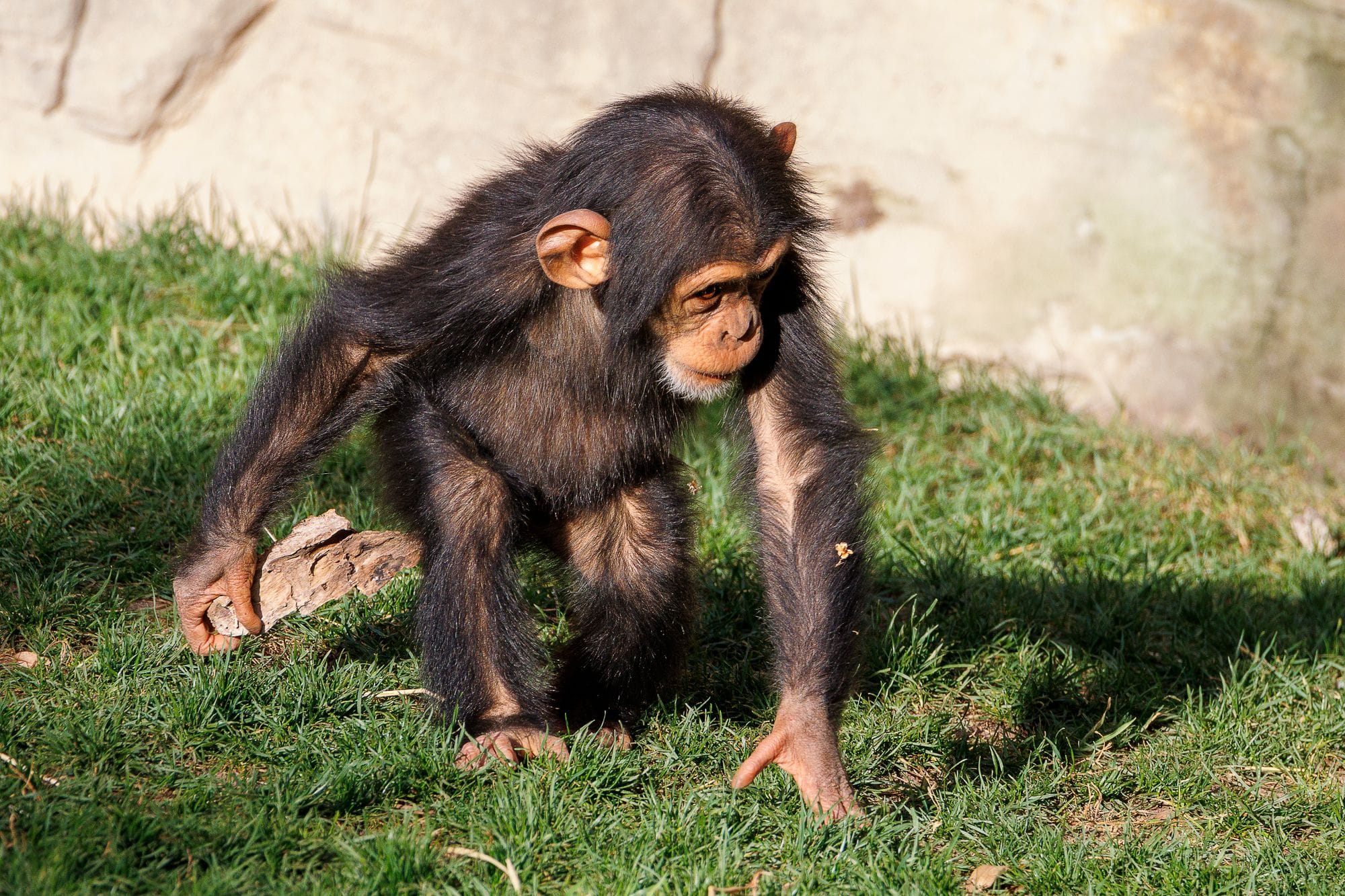 A young chimpanzee explores its outdoor habitat, capturing a natural moment in the wild.