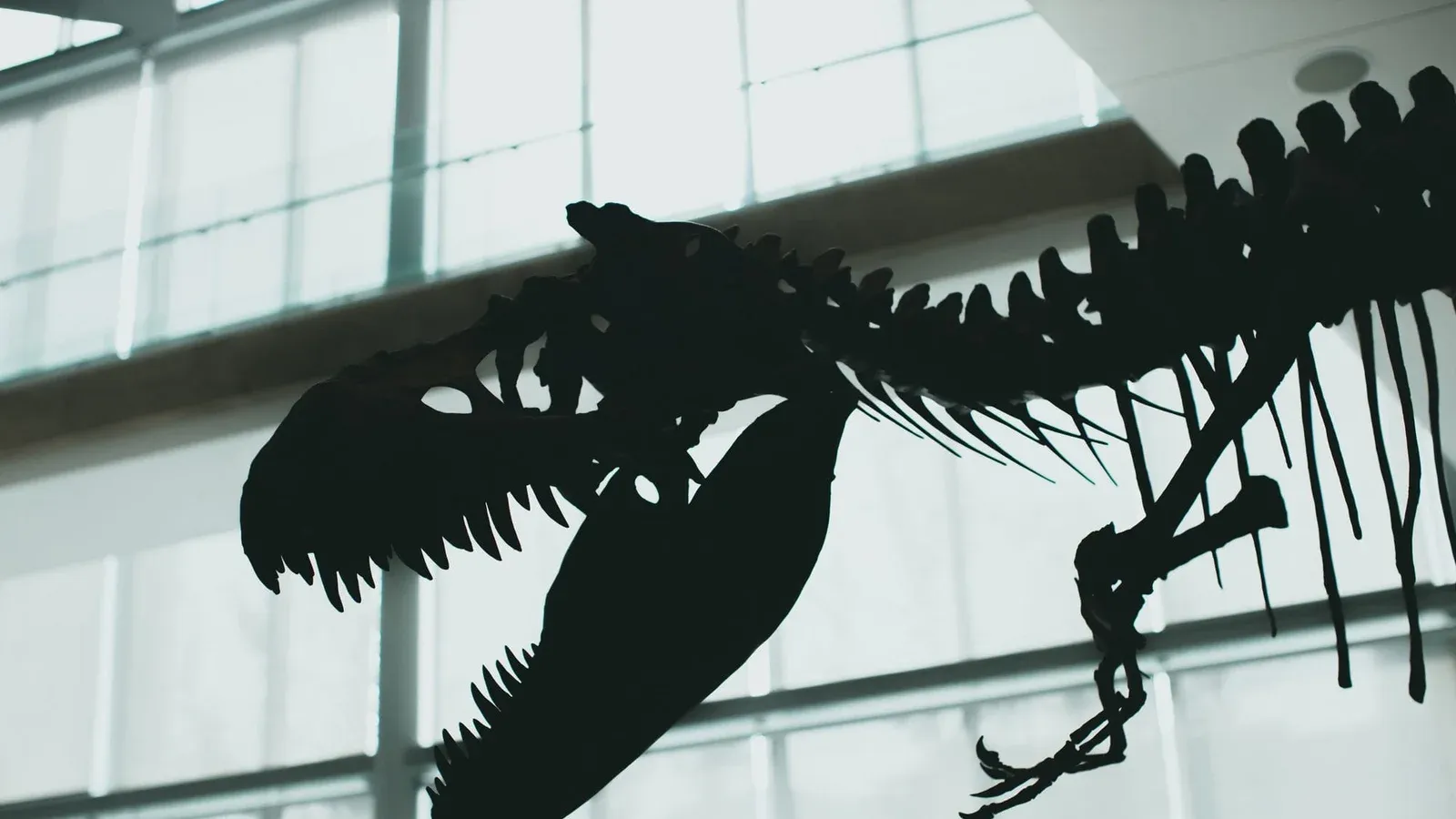 Striking silhouette of a dinosaur skeleton displayed indoors with dramatic lighting.