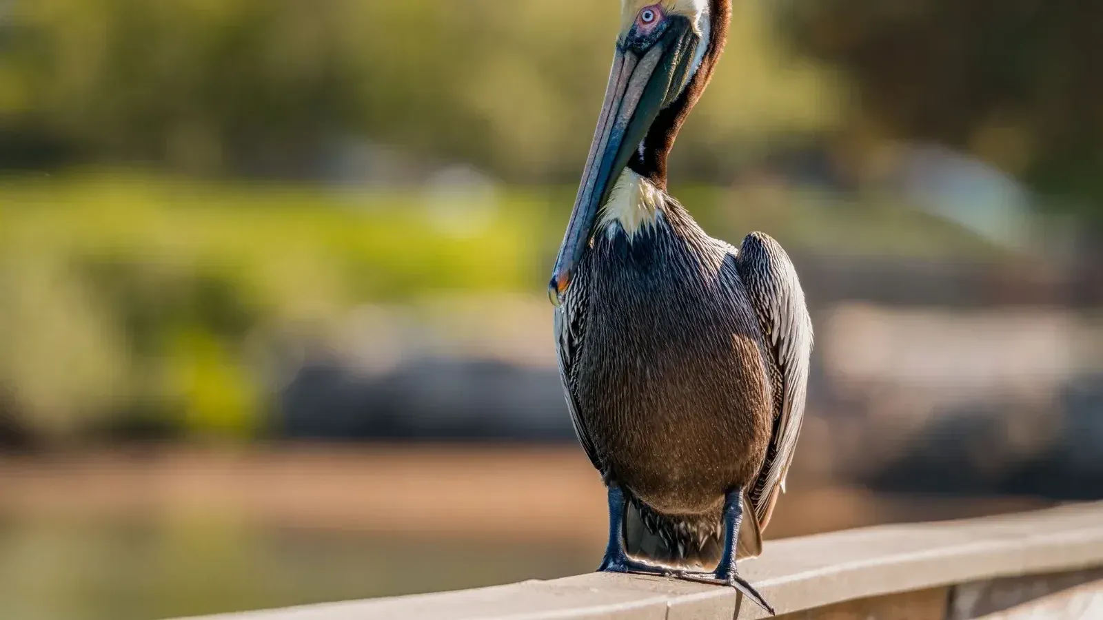 A brown pelican resting on a railing in a sunny Florida setting, showcasing its detailed plumage.