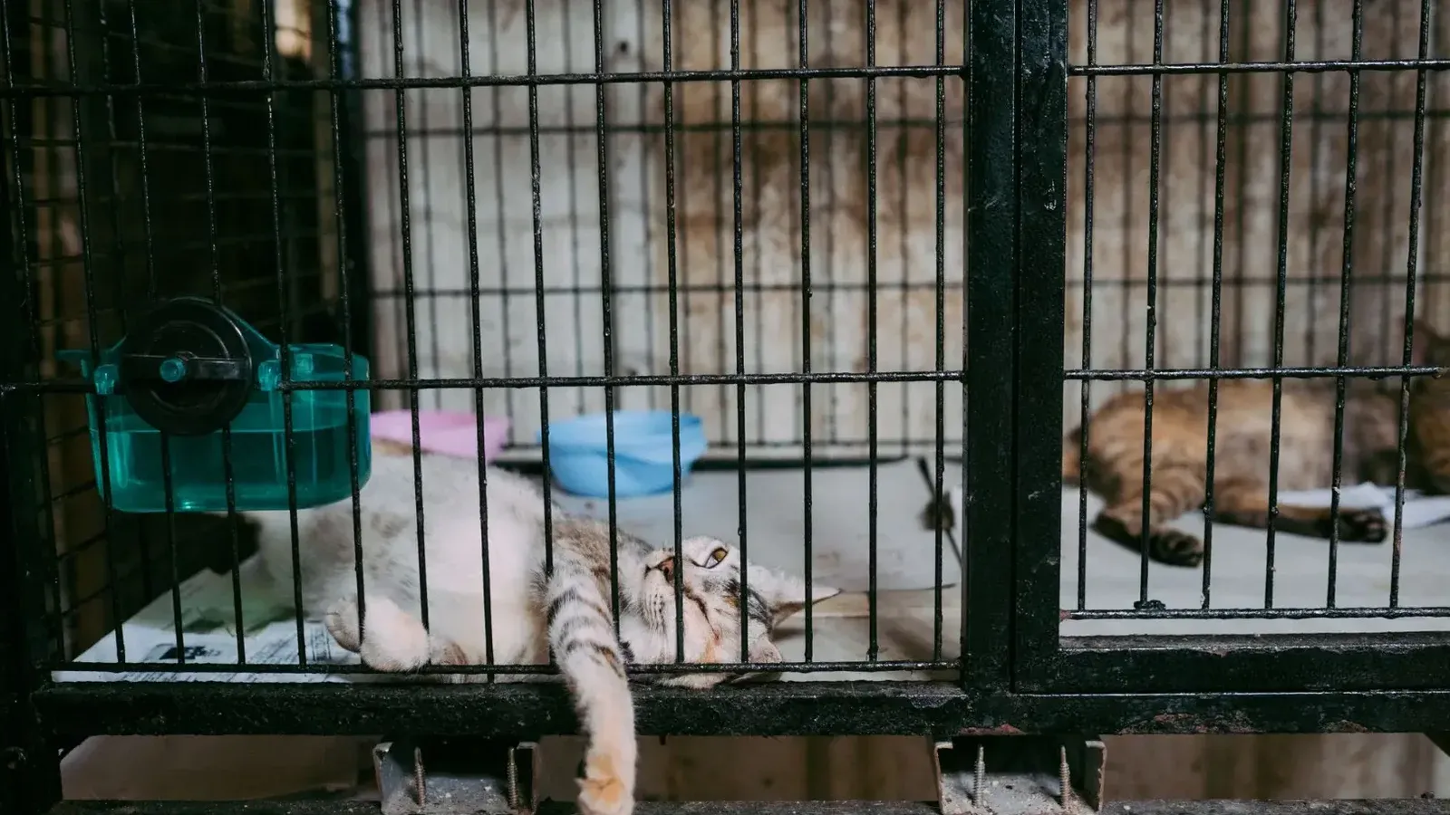 Two cats lounging inside a metal cage with bowls, showcasing domestic pets in captivity.