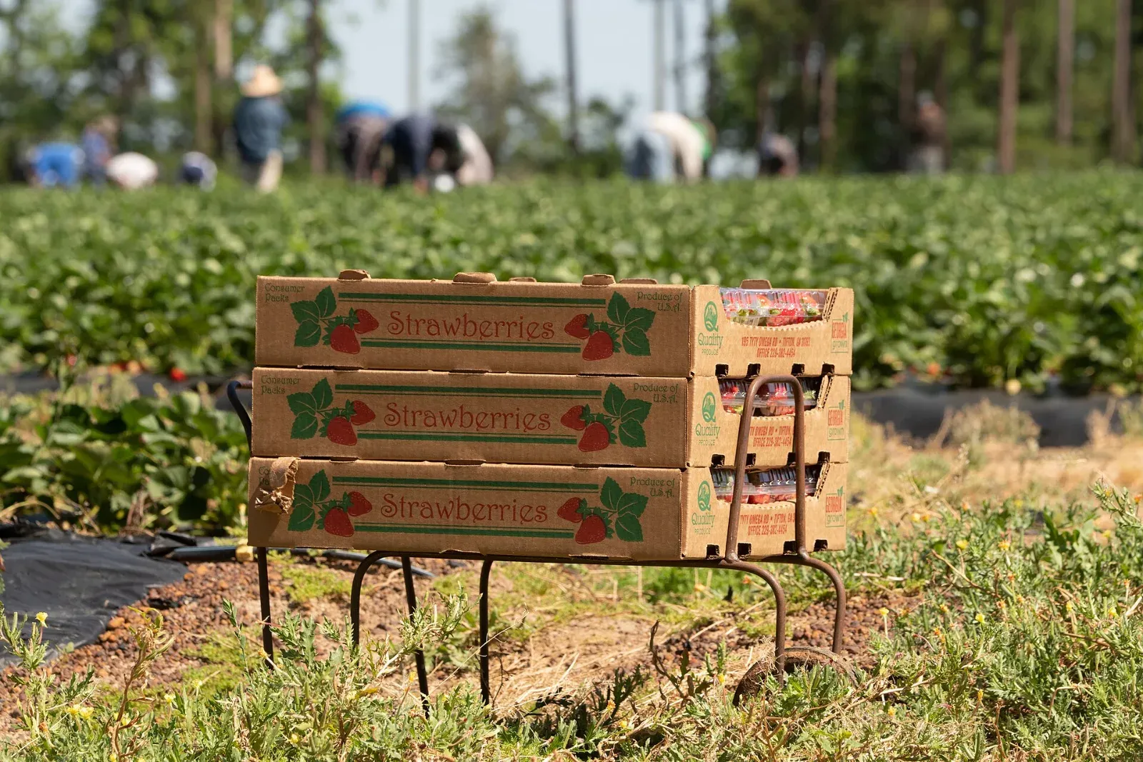 Cajas de cartón con la palabra Strawberries apiladas sobre un soporte metálico junto a un campo de fresas, con trabajadores agachados recolectando al fondo.