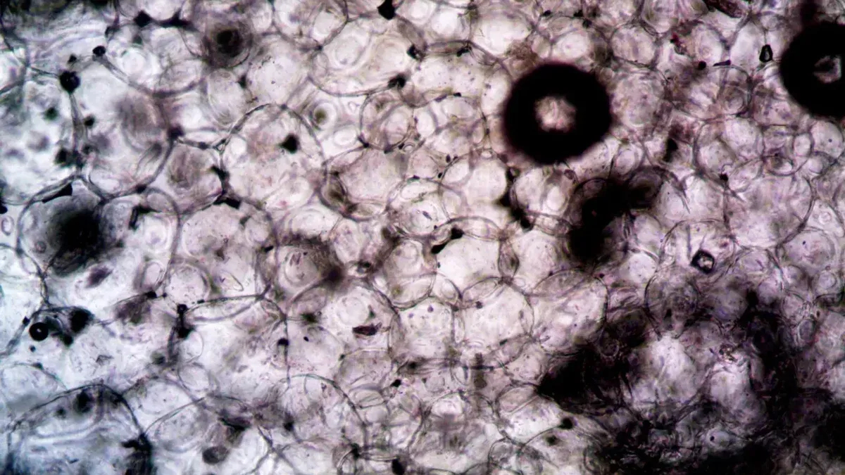 Imagen microscópica que muestra la intrincada estructura y la textura de las células vegetales.