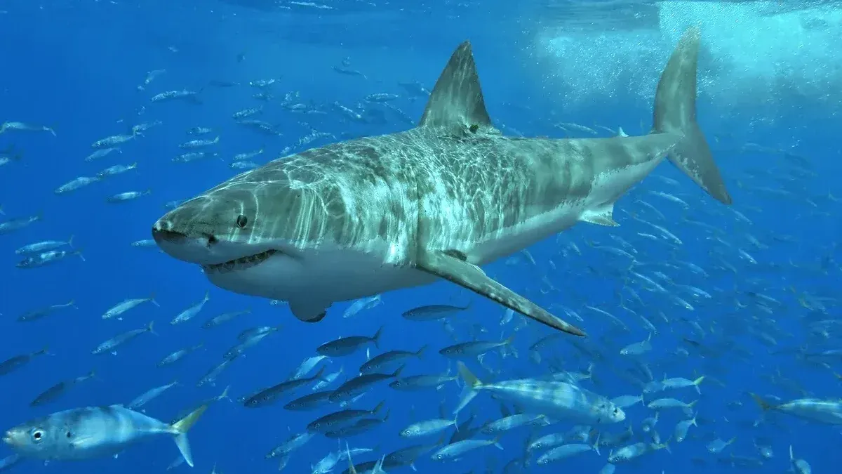 Great white shark at Isla Guadalupe, Mexico, August 2006.